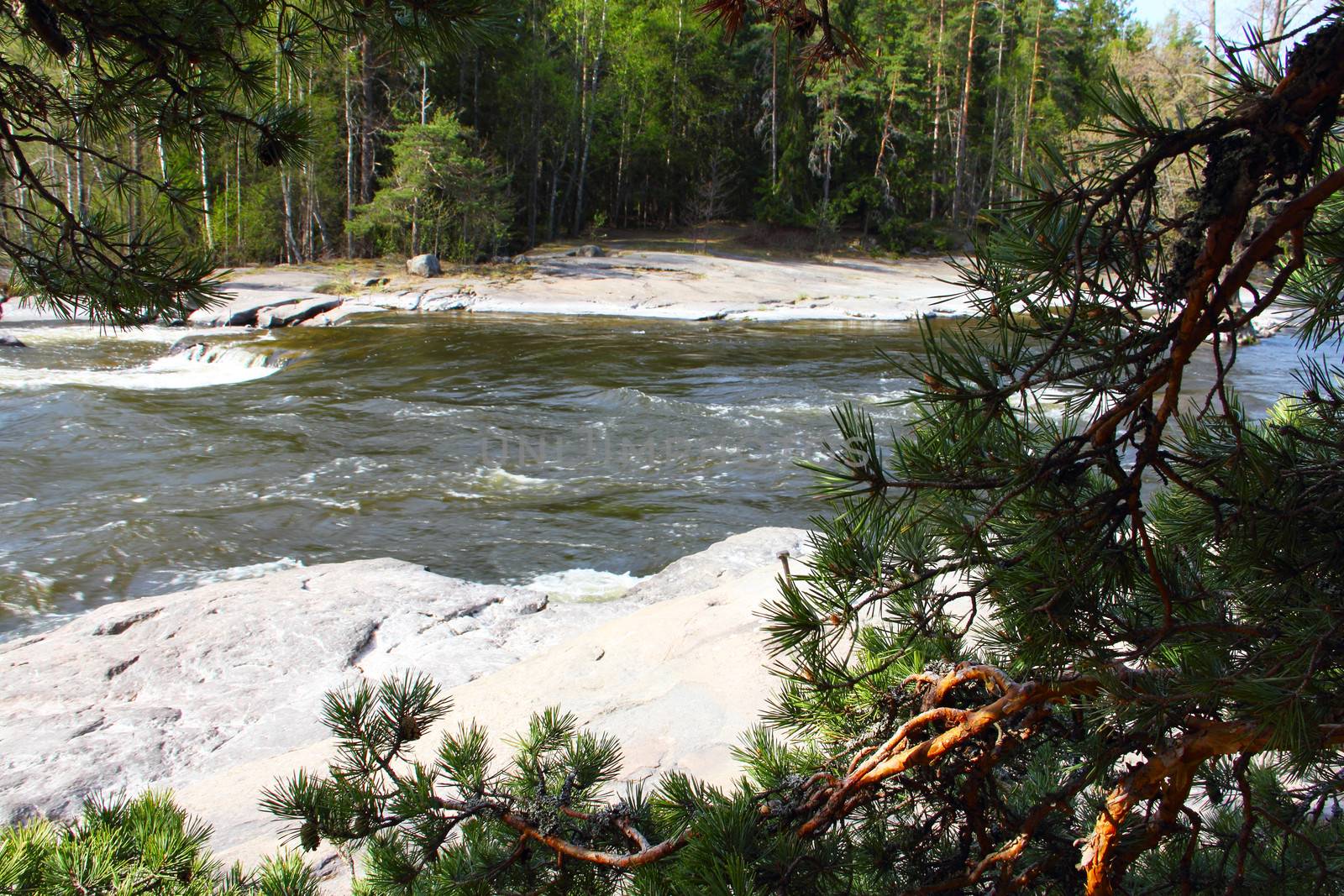 River rapids and pine branch closeup in Langinkoski Finland