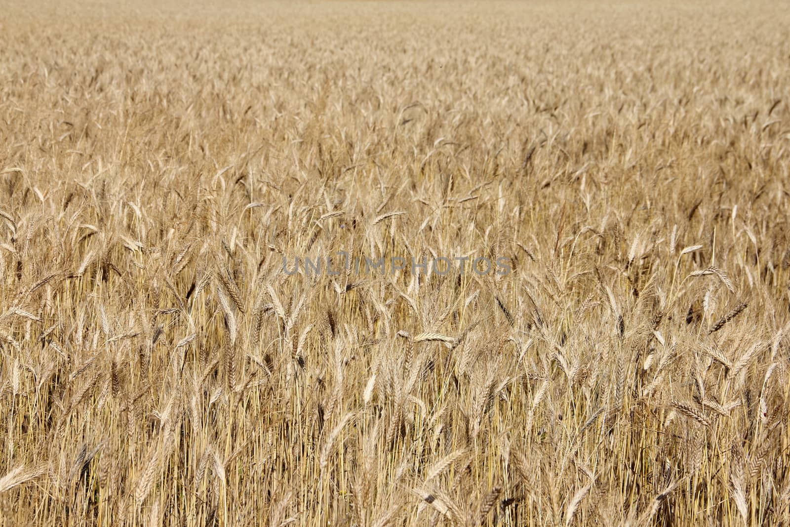 Ripe wheat field background