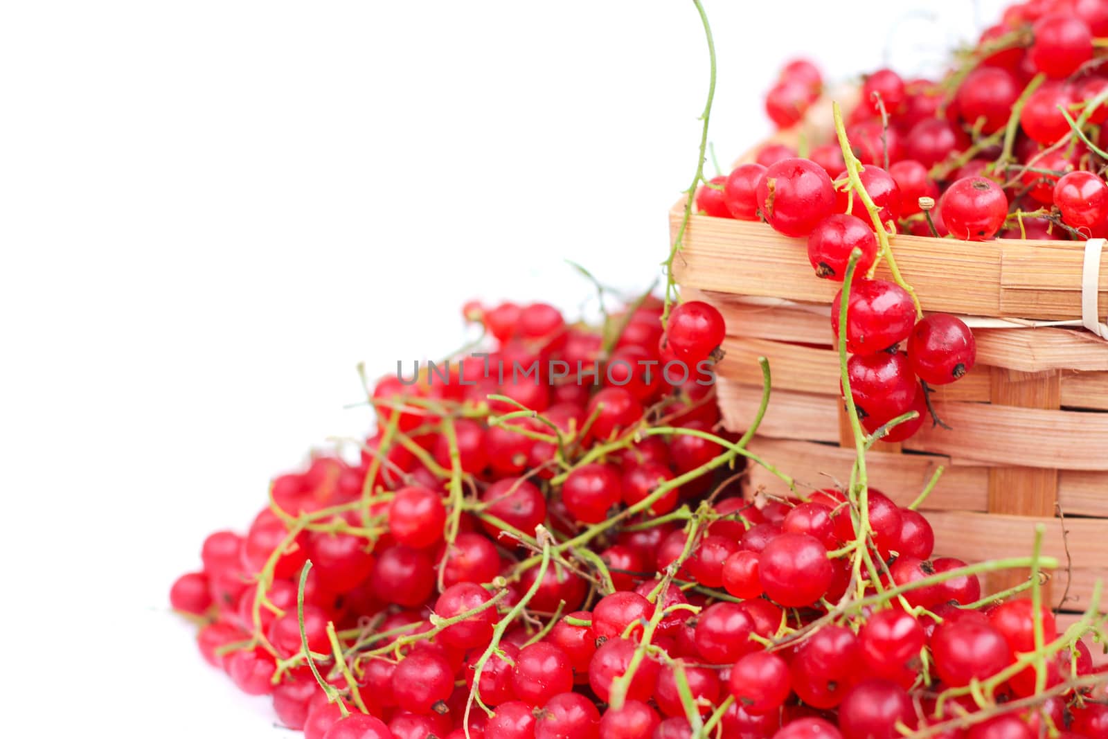 Harvested red currant berries in a small basket isolated on white background