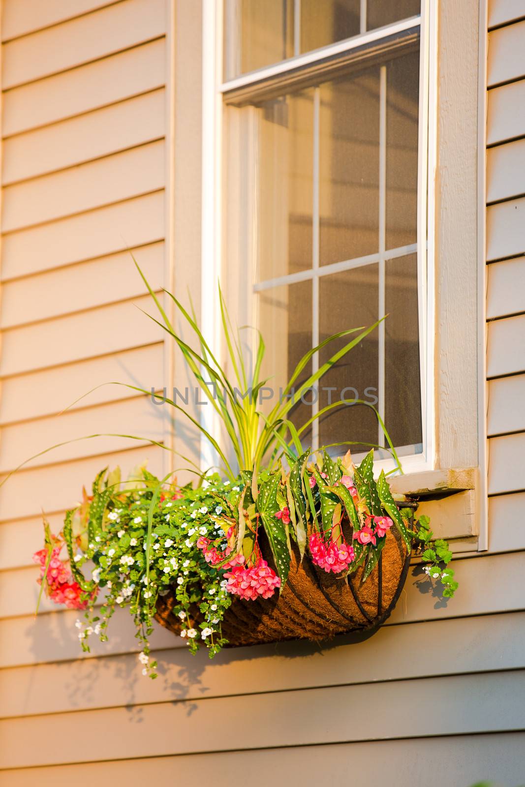 Sunset time, flower box with coco liner in front of the window, Vertical