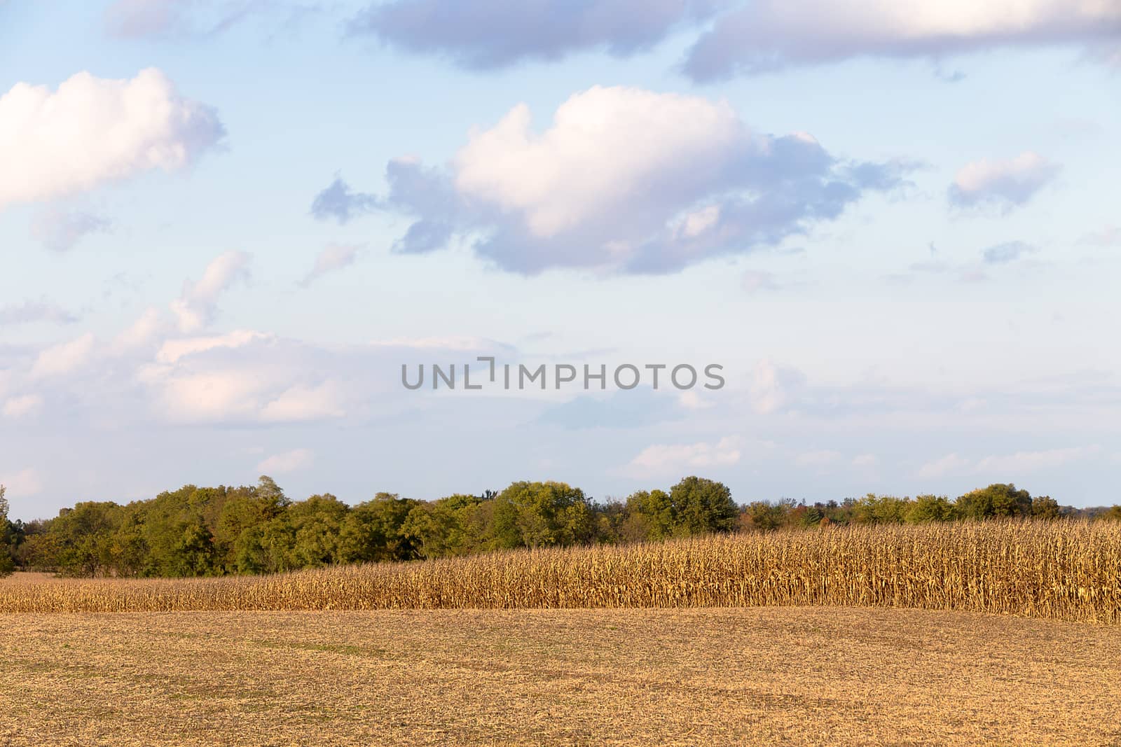 Corns are getting yellow and harvest time getting closer, start your harvesting machines