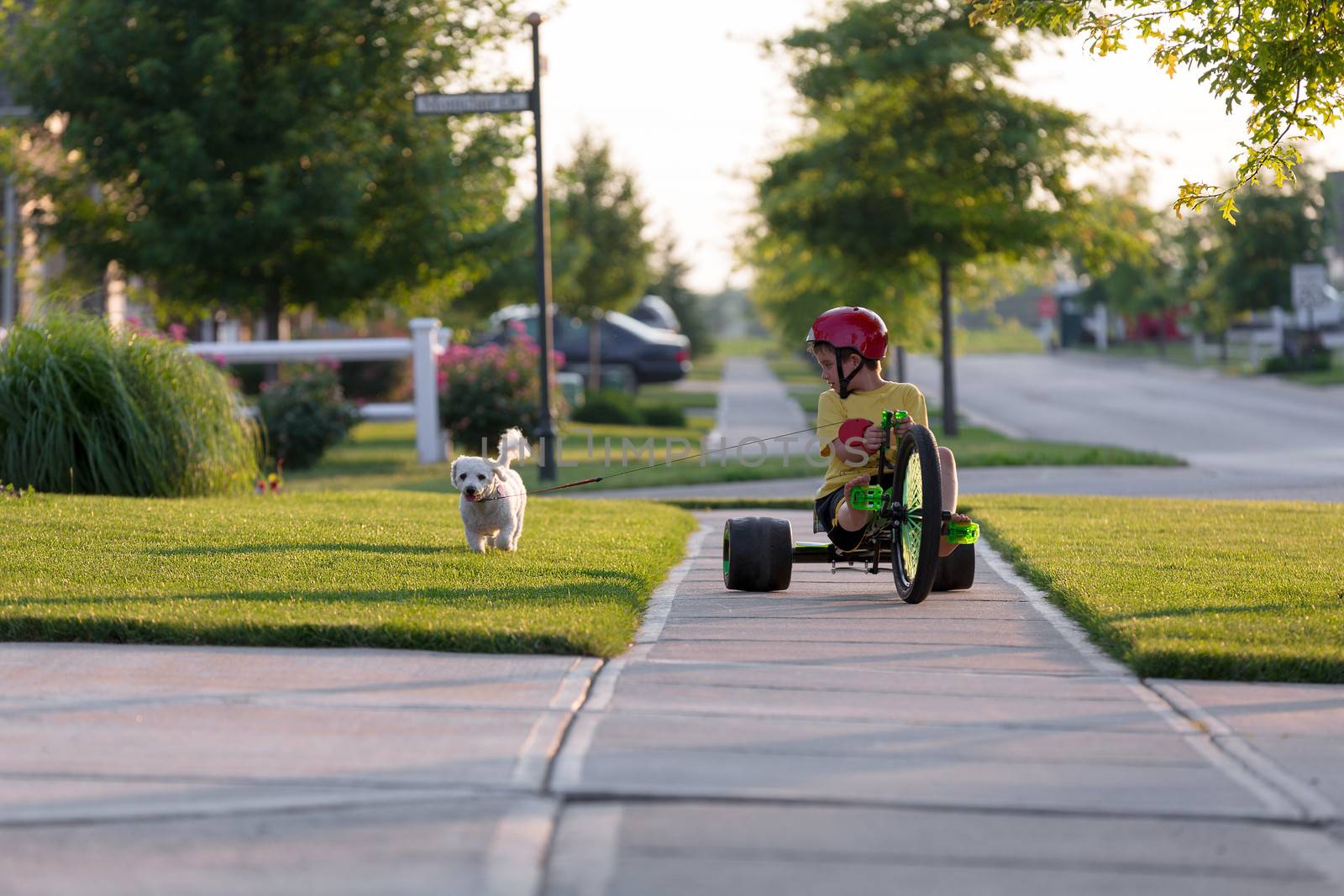 Young boy walking the dog with his tricycle on the nicely cut grasses in their neighborhood