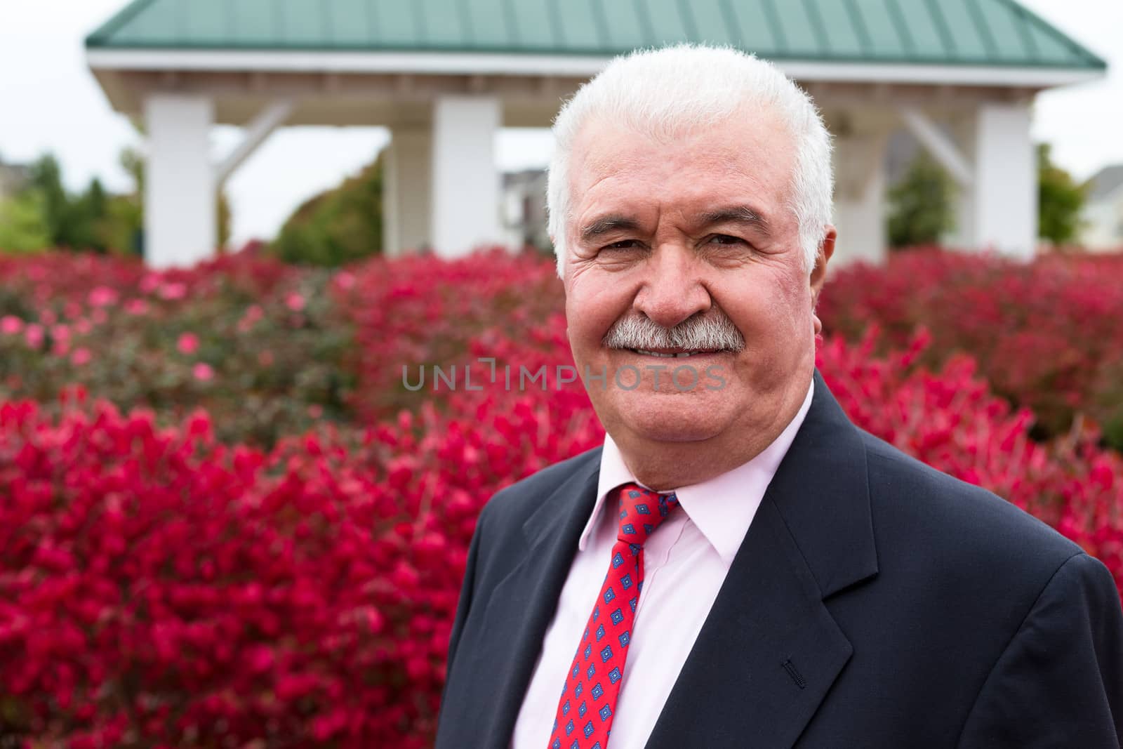 White hair Senior Businessman outside by the red burning bushes