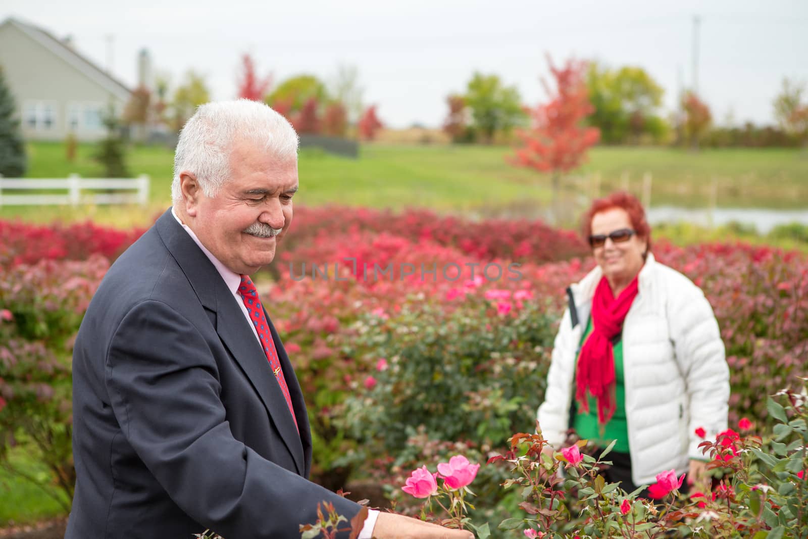 Romantic Senior Looking For a perfect rose for his wife, She is wearing Christmas colors