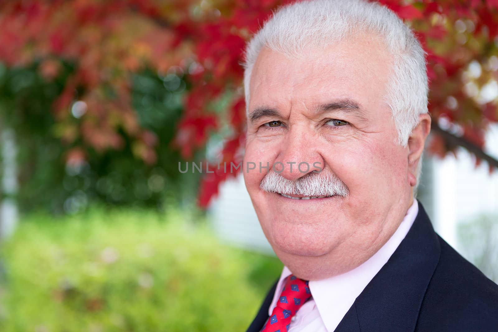 White hair senior businessman looking at you around fall time under the tree with red leaves behind him