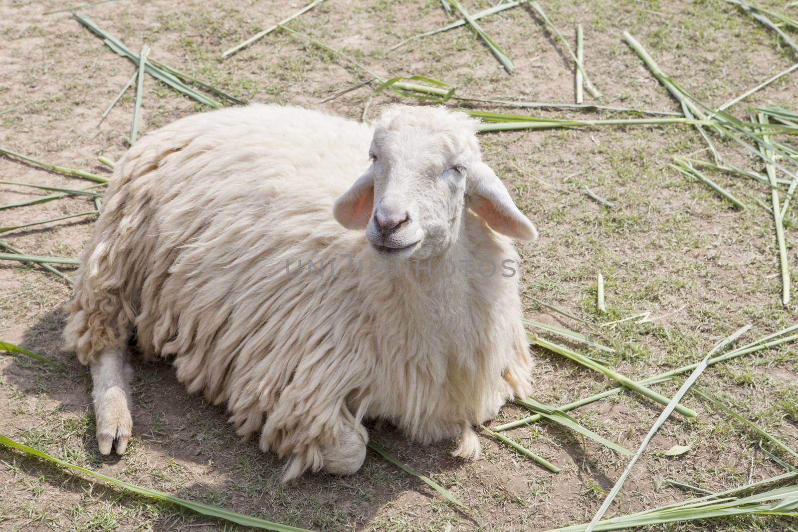 sheep in farm by khunaspix
