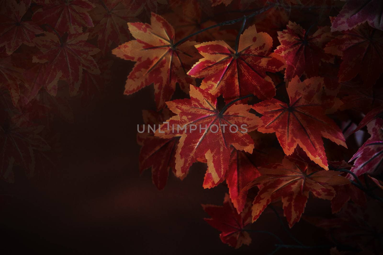 red maple leaves on tree branch with red blurry background use as natural winter autumn fall background or backdrop and multipurpose copy space of nature
