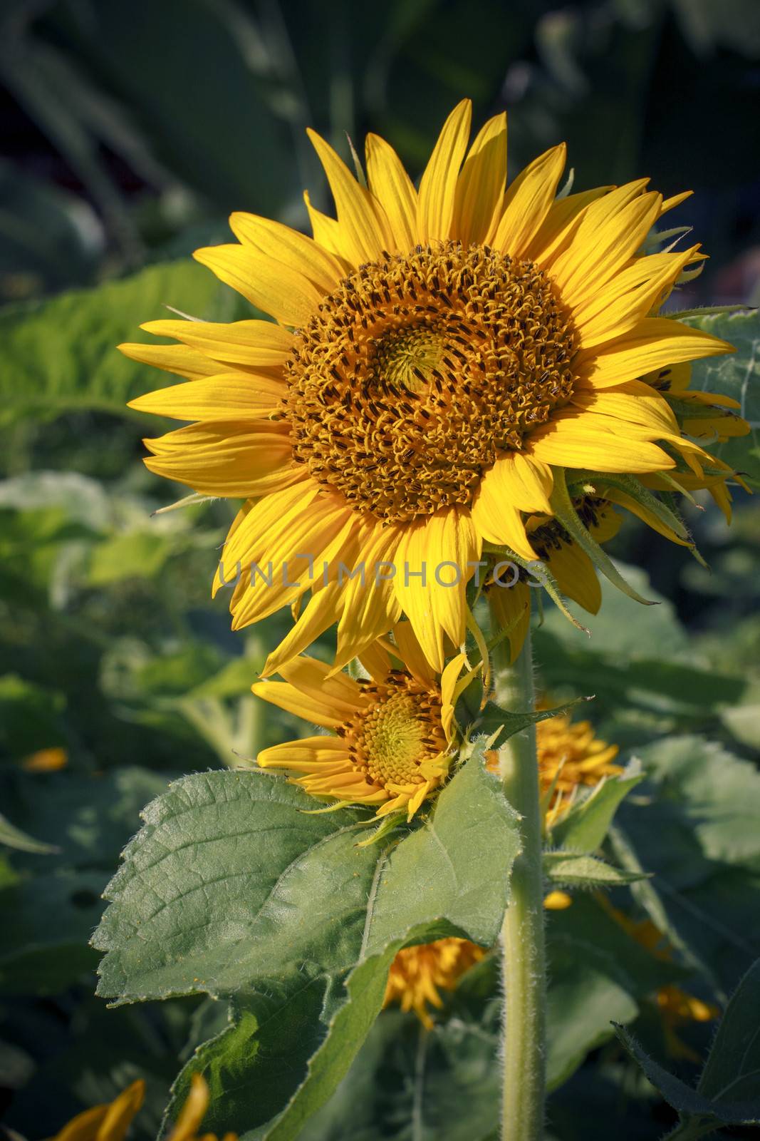 close up of sunflower plant in park by khunaspix