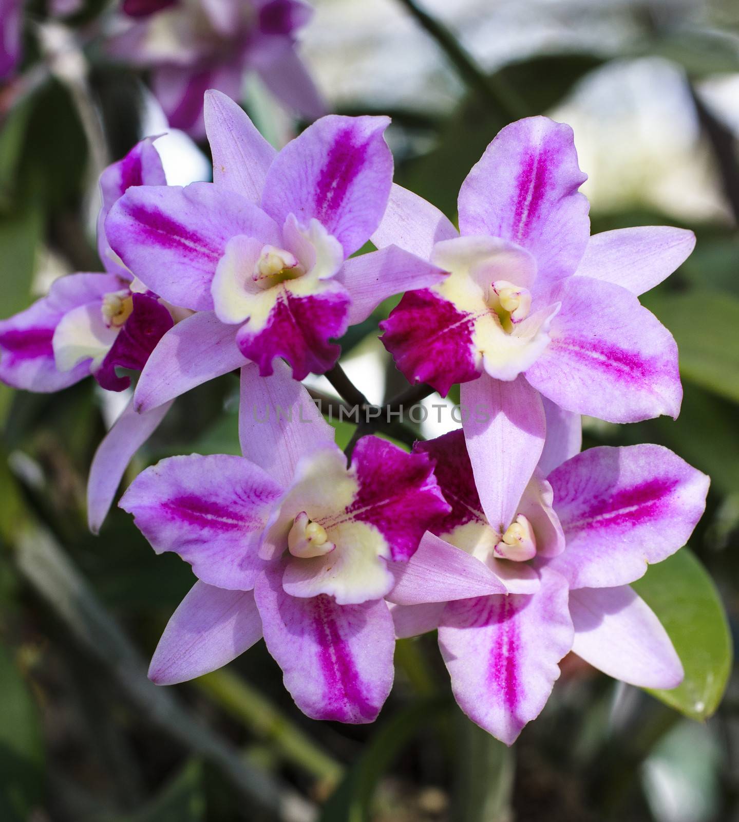 orchid fower