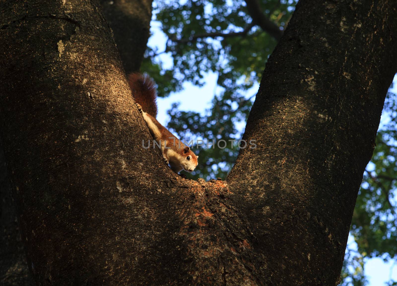 squirrel by khunaspix