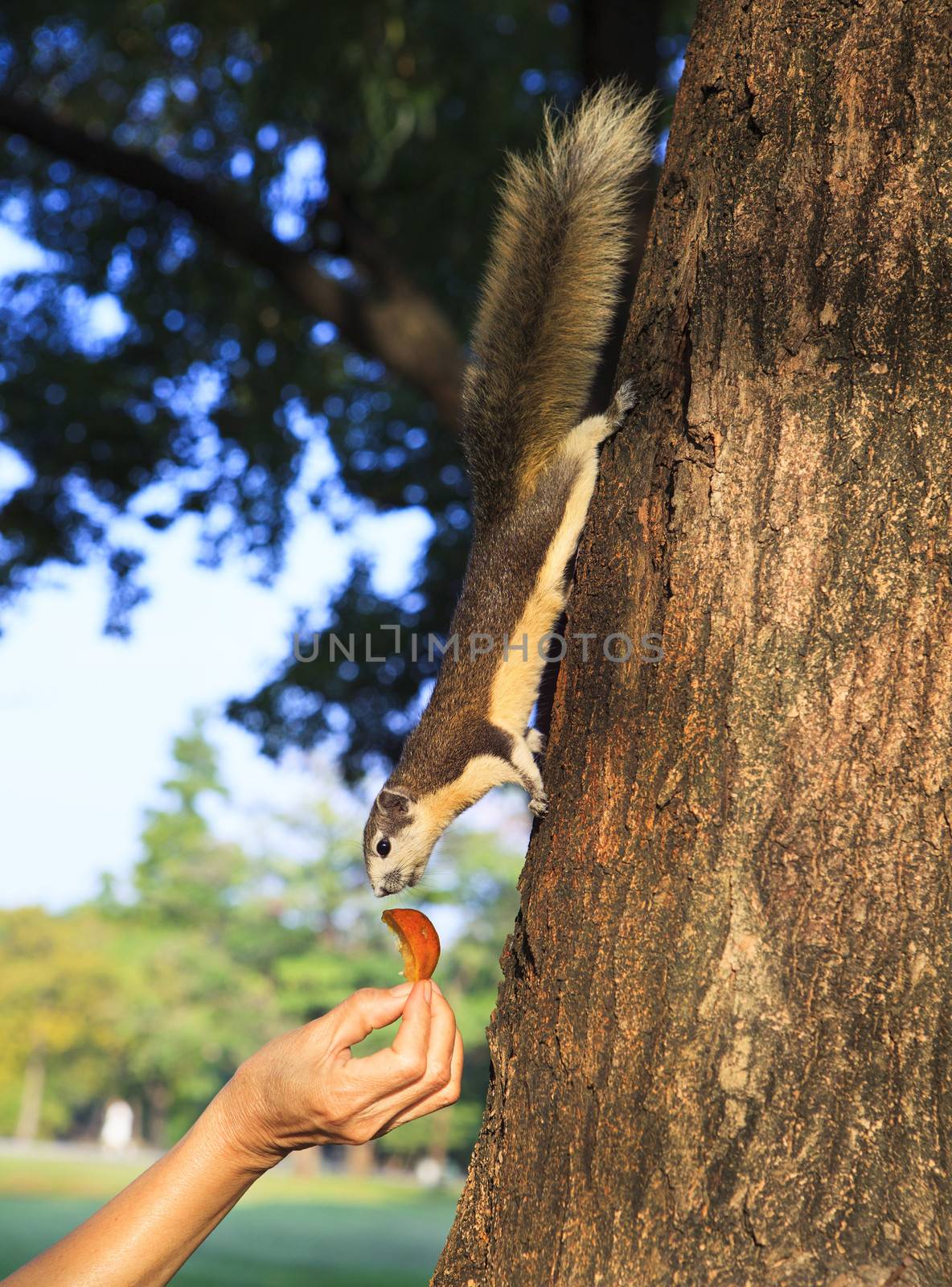 human hand feeding sone food for wild squirrel in public park by khunaspix