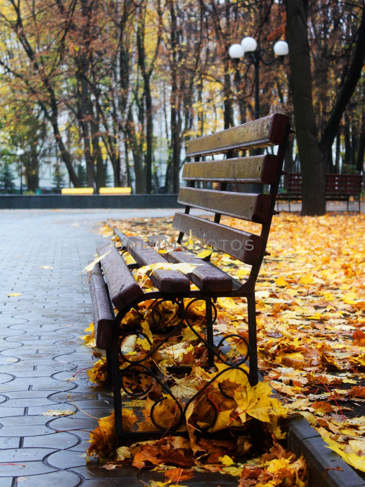 Empty bench in a autumn park with yellow leafs