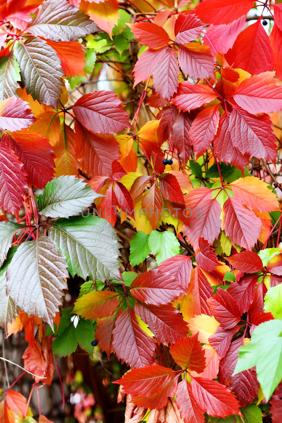 Colored leafs in a park at autumn season