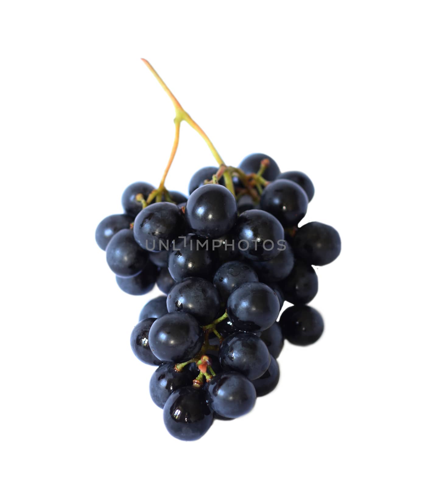 Grape vine isolated by dedmorozz