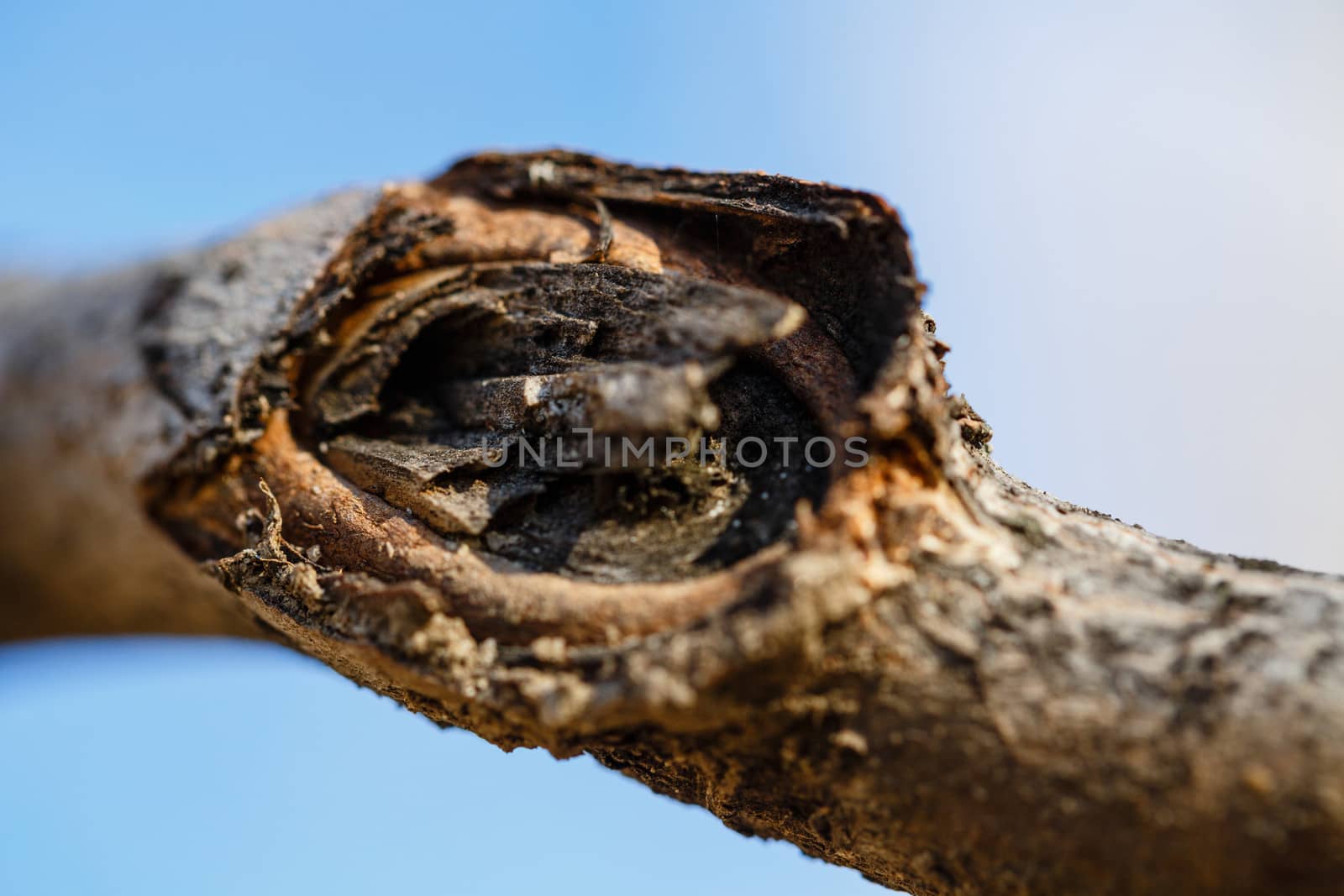 Tree branch macro shot in autumn day outdoors