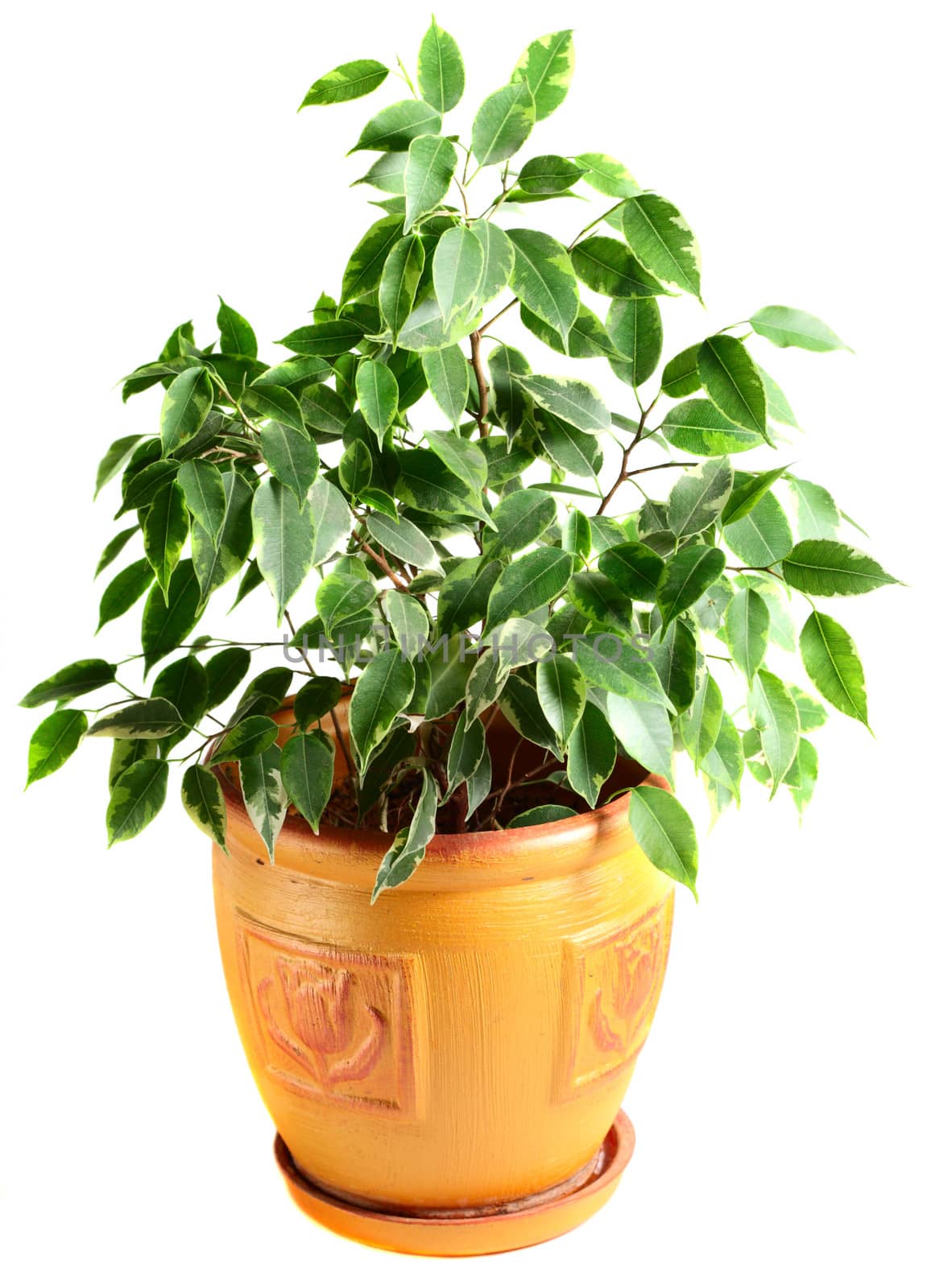 Ficus in a flowerpot by dedmorozz