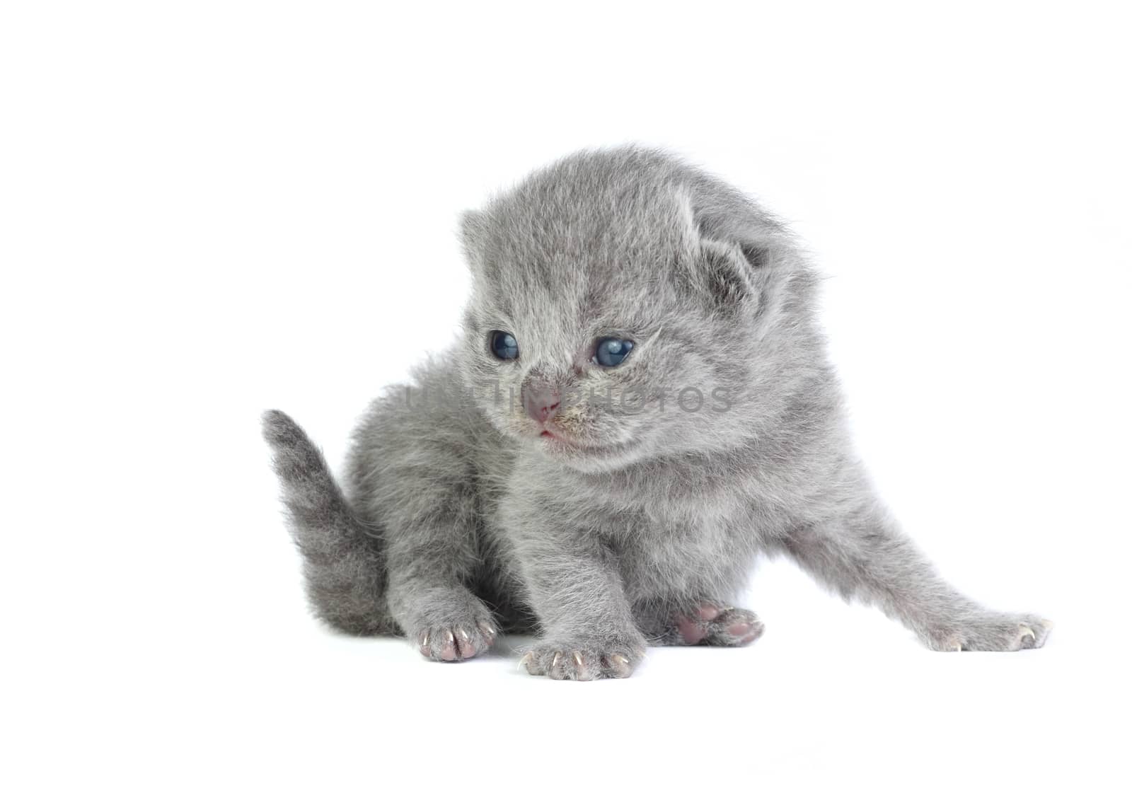 Little british kitten isolated on the white