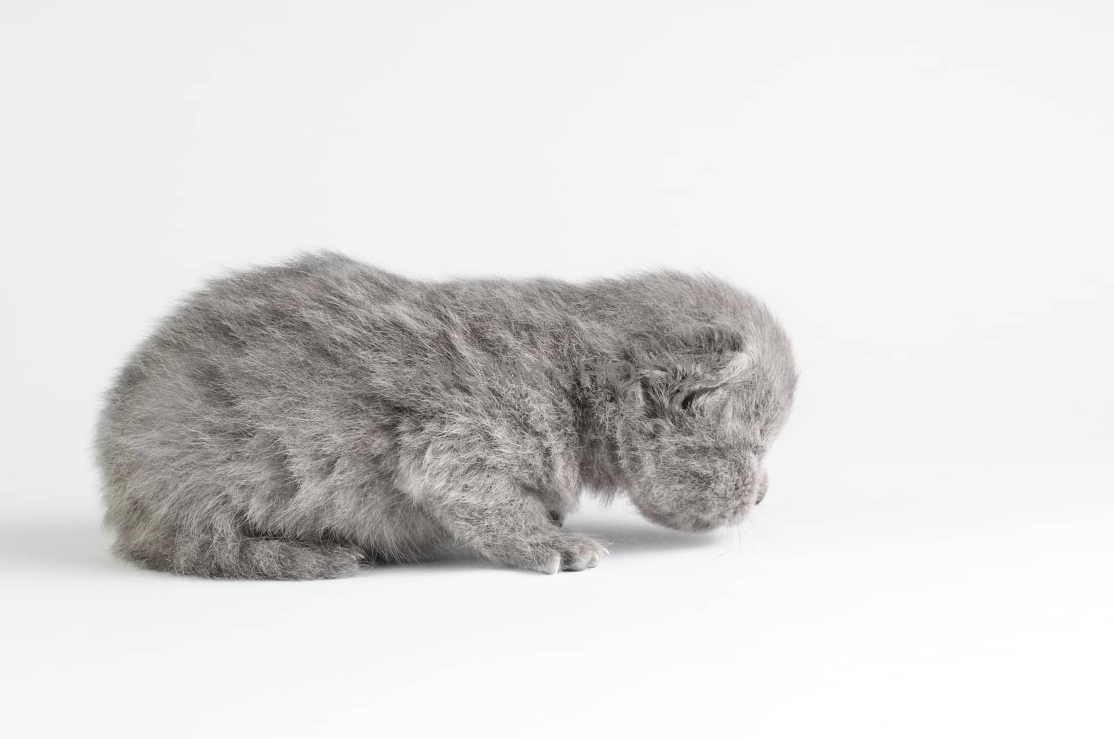 Little british kitten isolated on the white