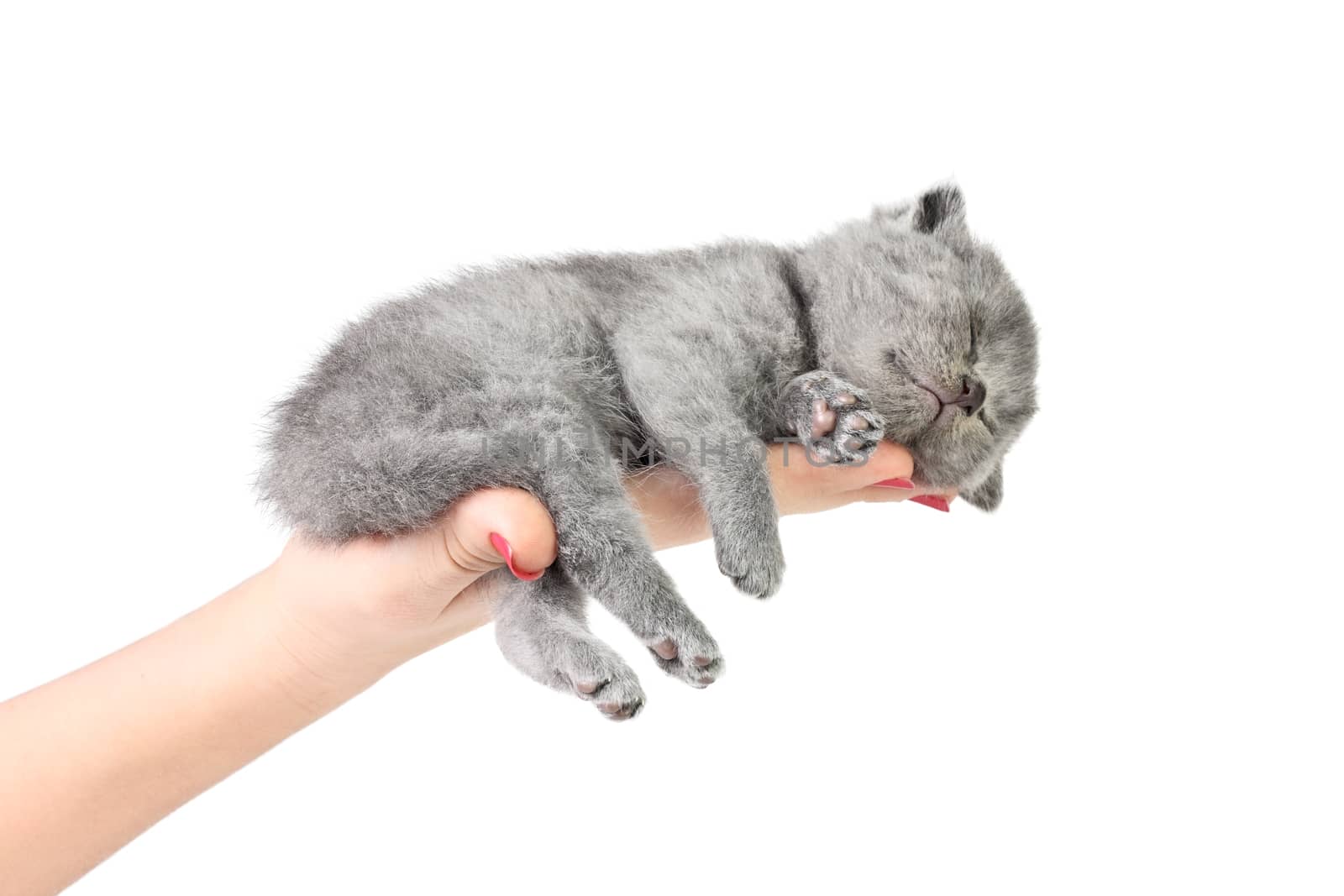 Little kitten sleeping in the hand at white background