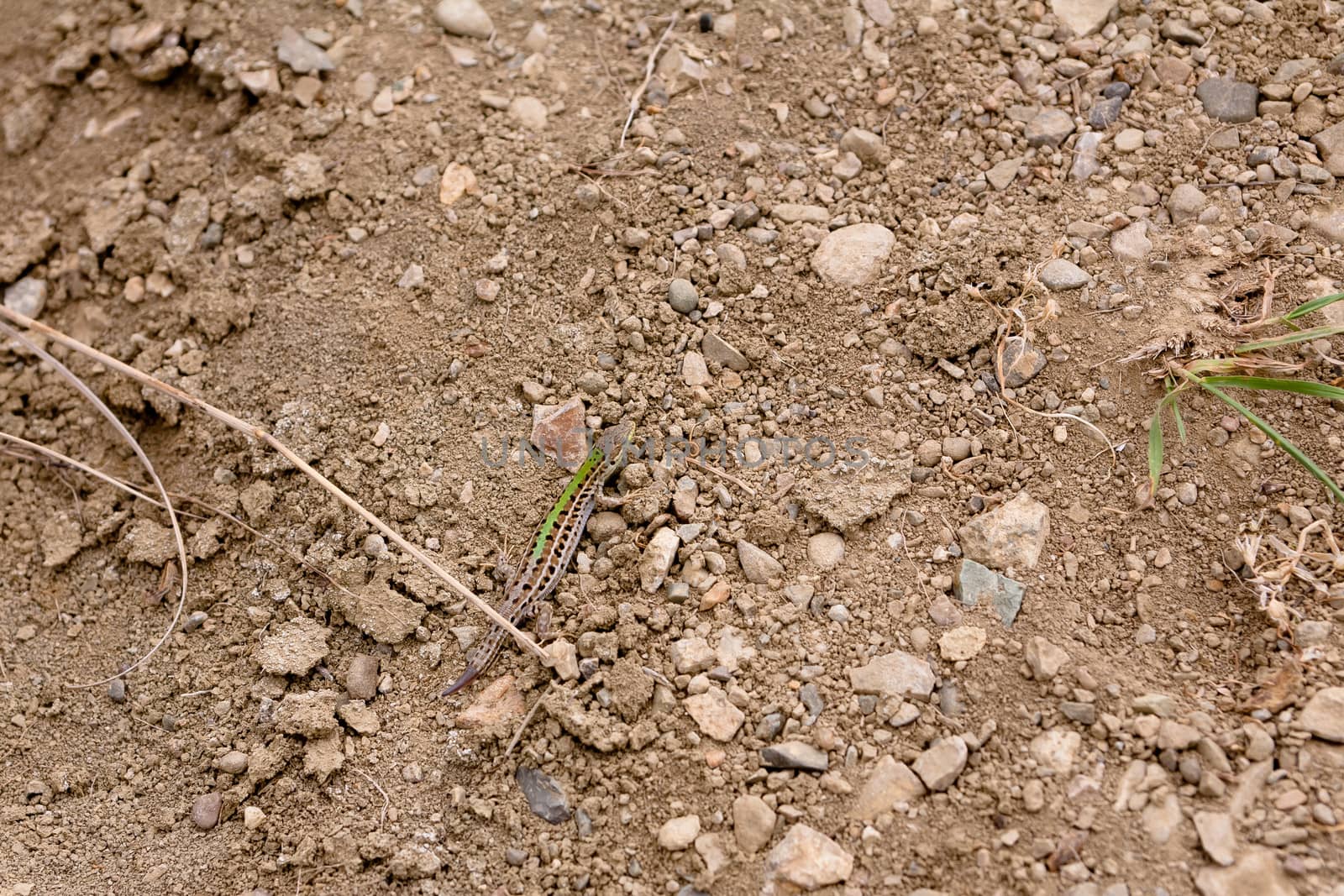 Small green sand lizard in green grass
