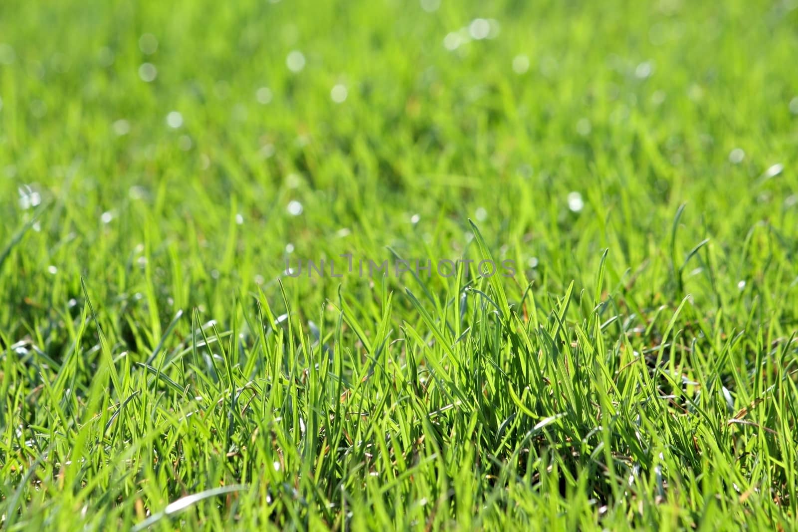Green vibrant grass by dedmorozz