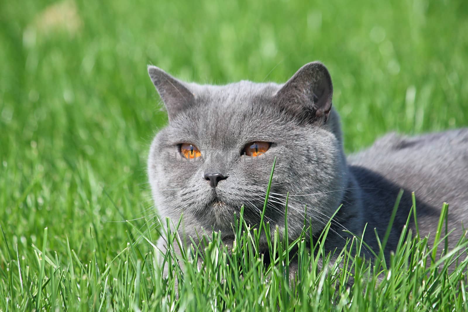 Grey british cat in the grass by dedmorozz