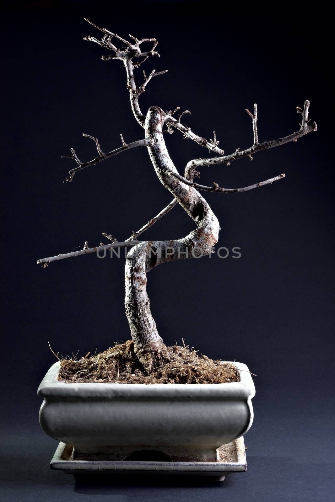 Little bonsai without leaves by dedmorozz