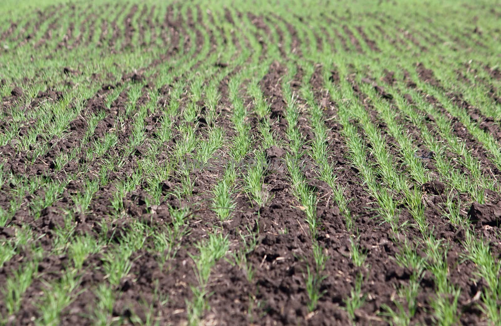 Field with a little green sprouts