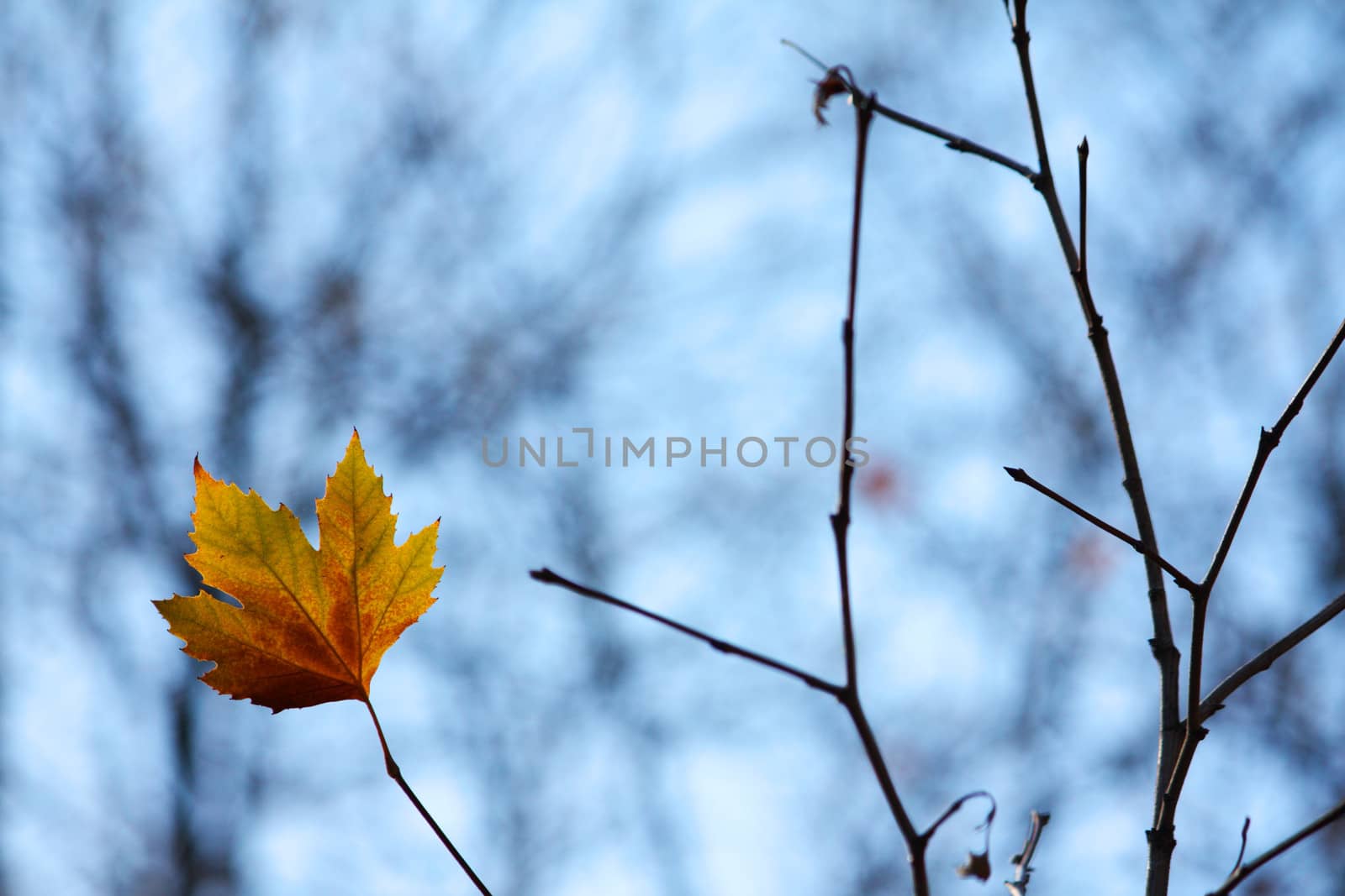 Lonely maple leaf on a brench by dedmorozz