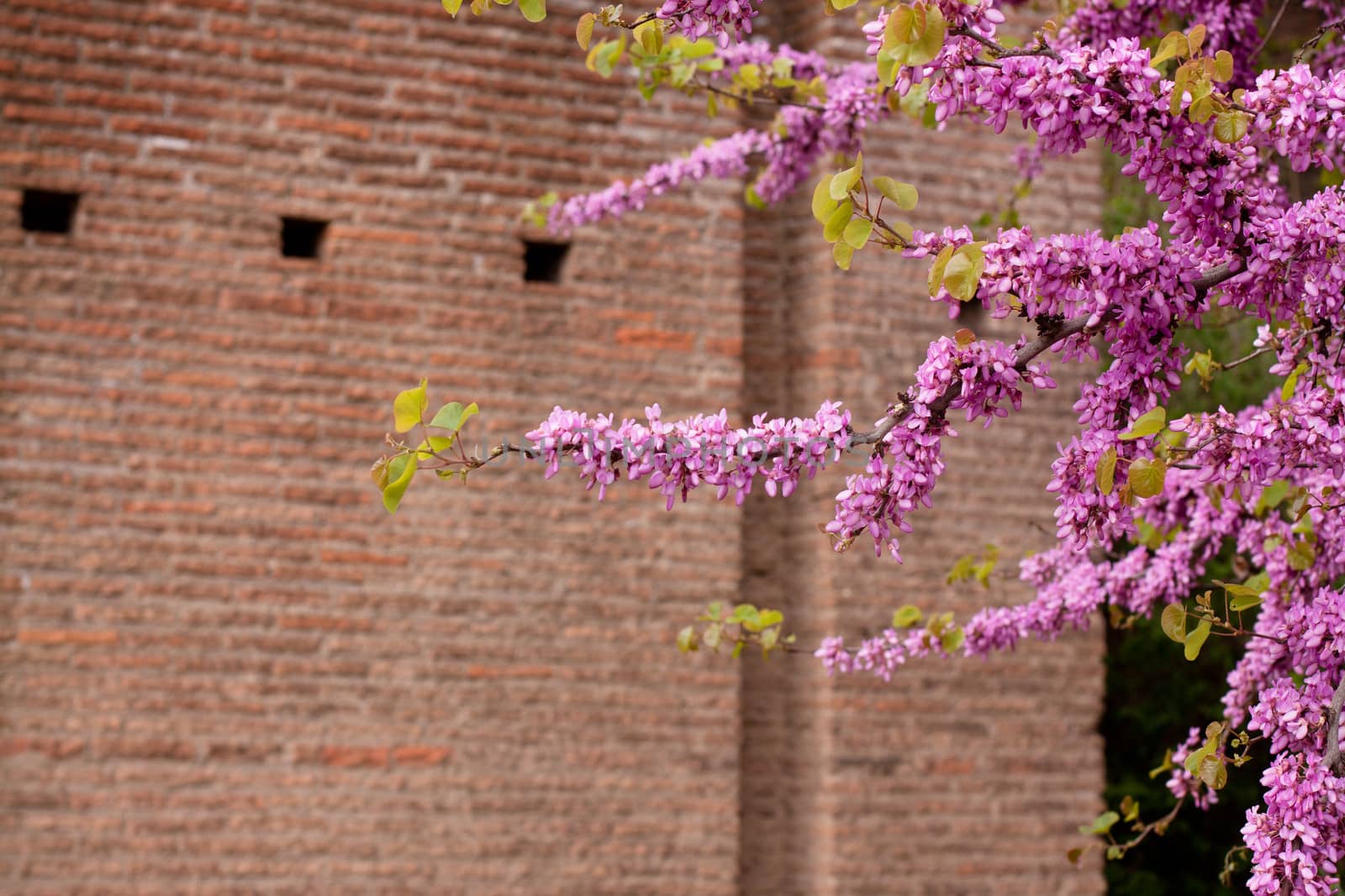 Old roman ruins and pink flowers in Roma
