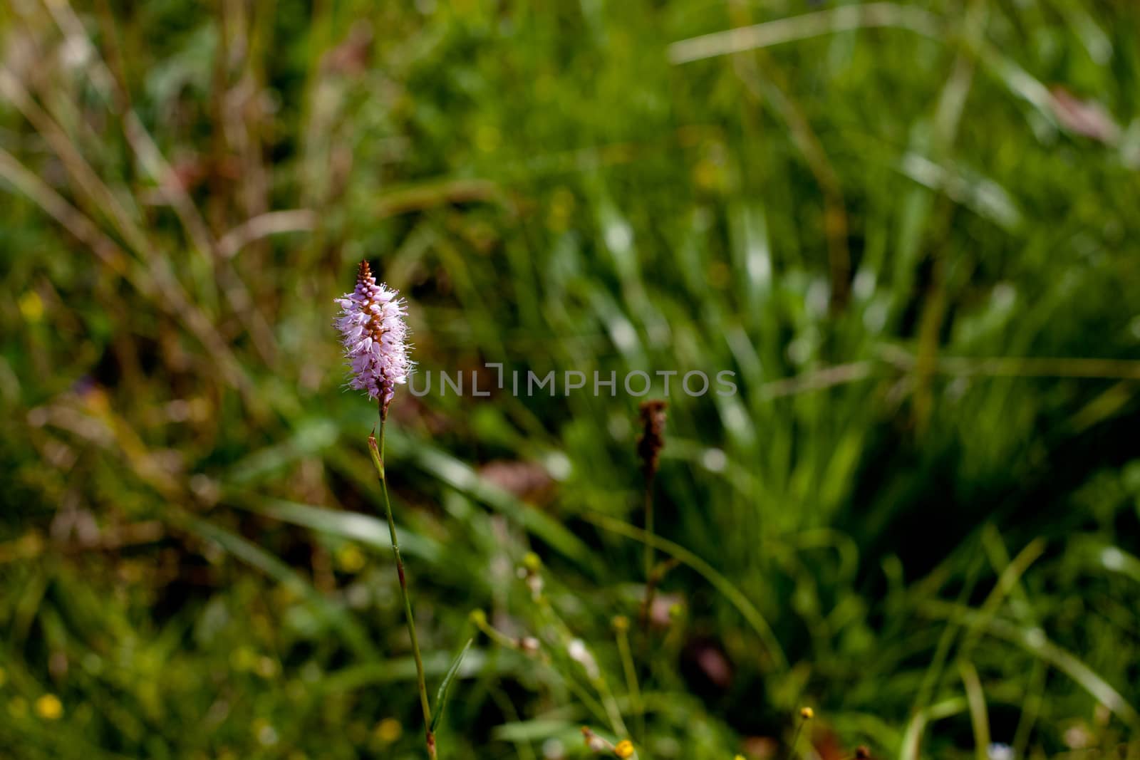 Pink and purple wildflower in green field in sunny day
