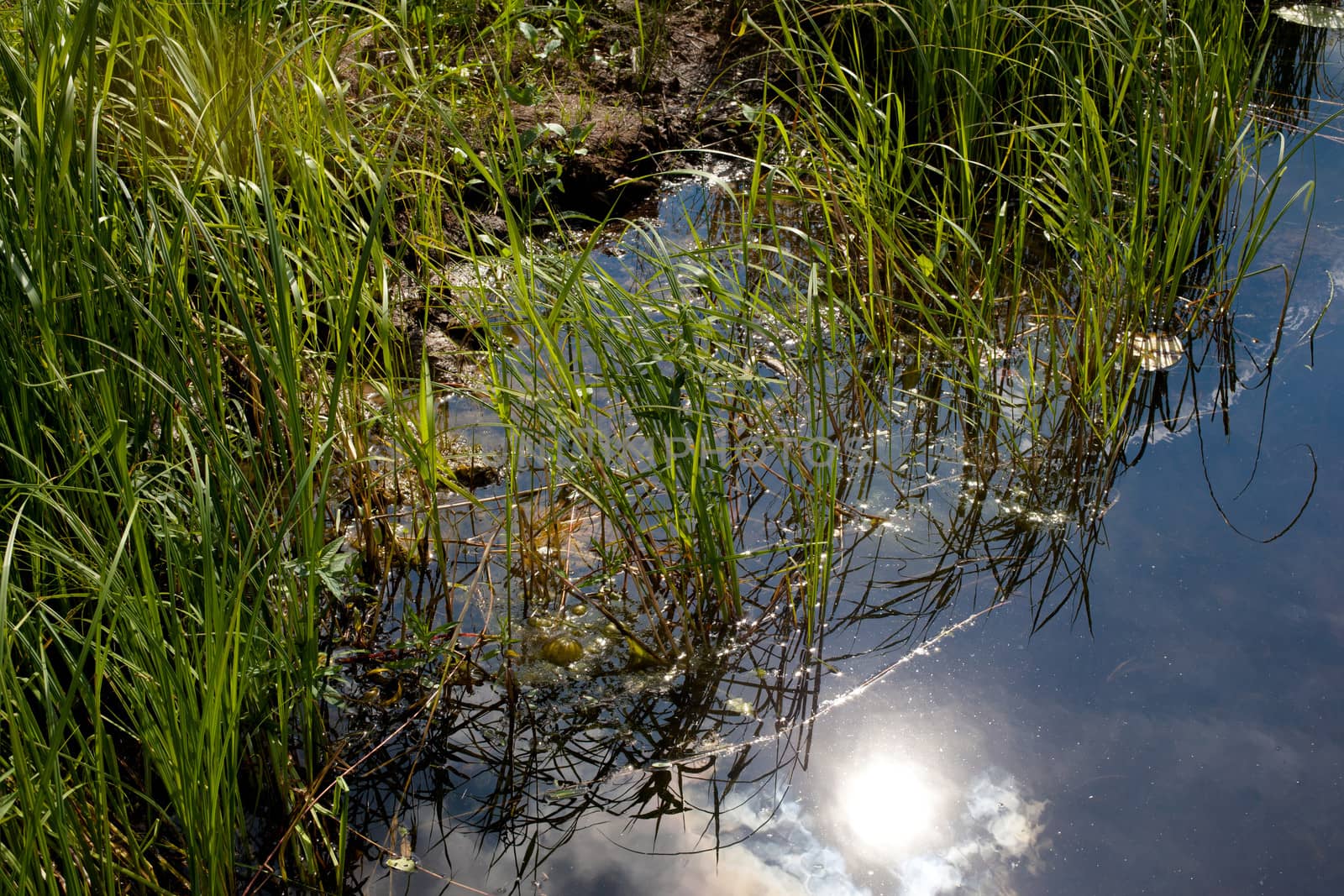 Green grass and its reflection in the lake
