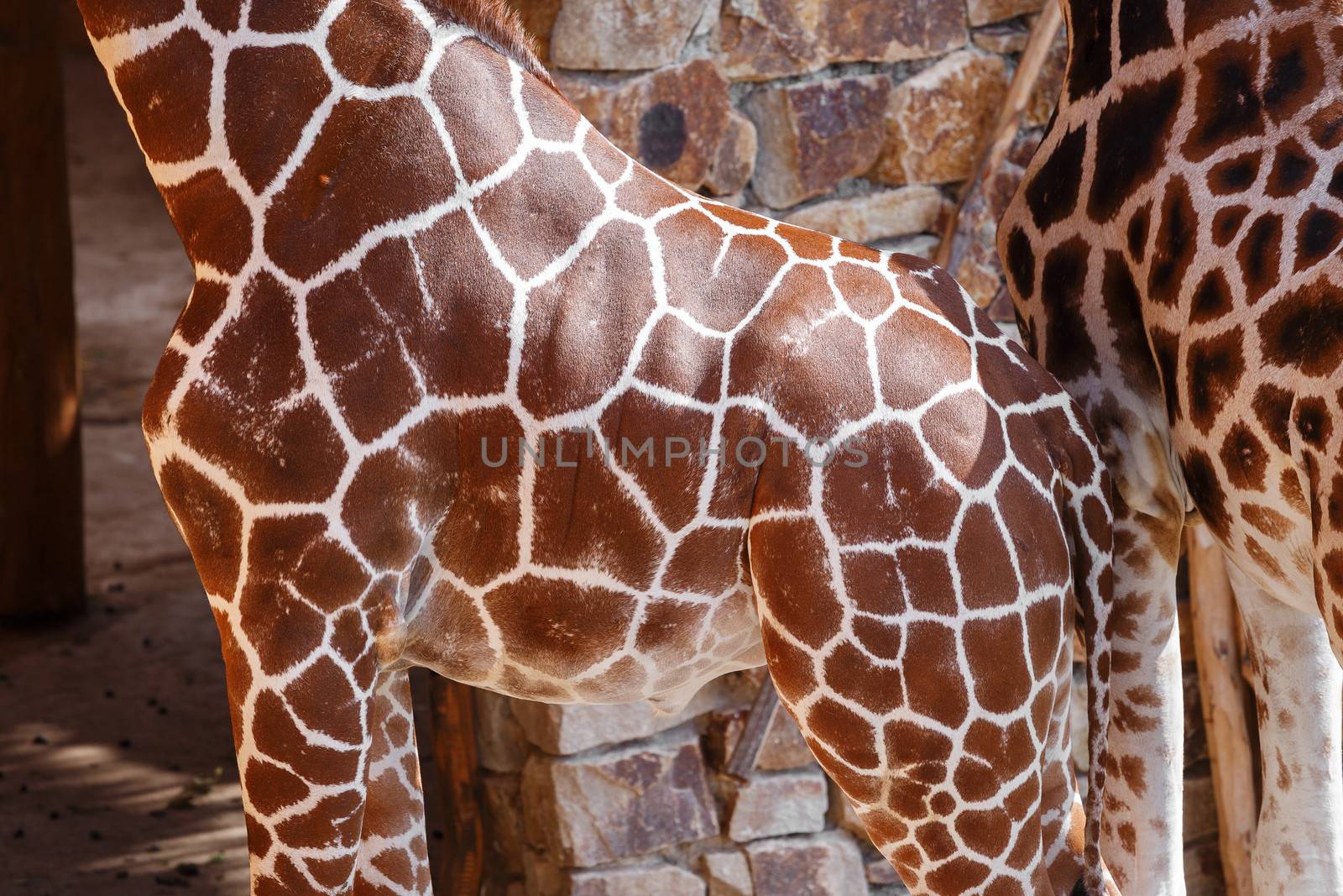 beautiful brown giraffe body skin texture with white lines