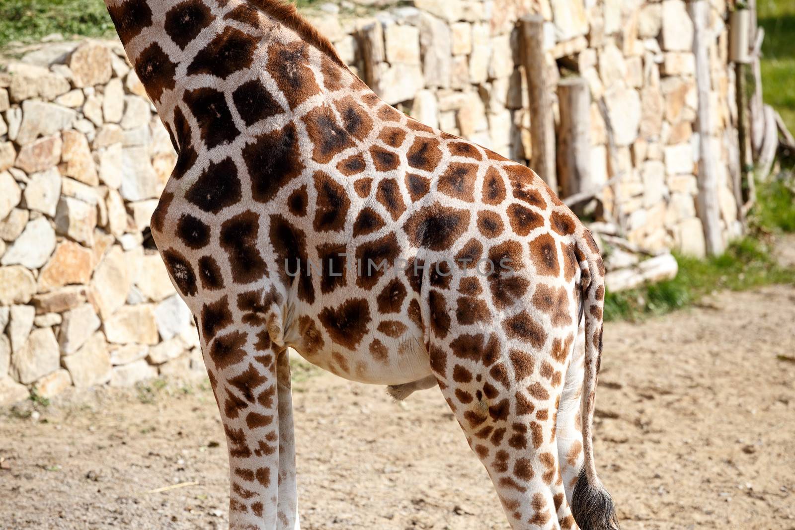 beautiful brown giraffe body skin texture with white lines