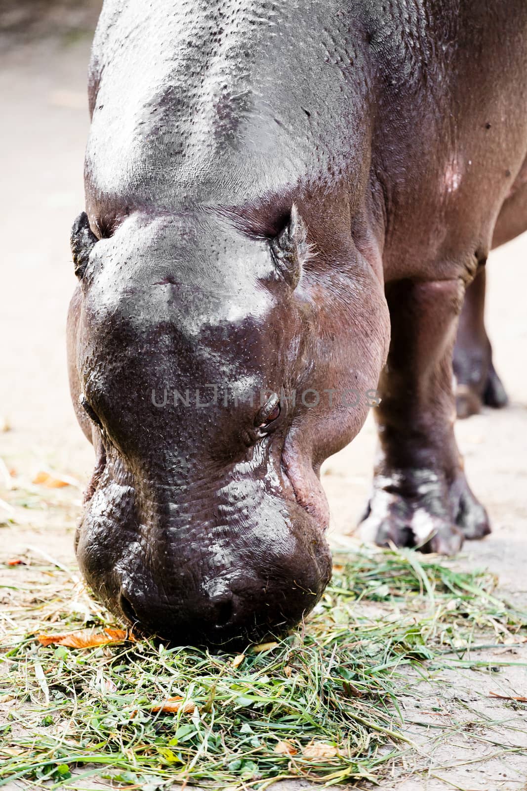 close up of Liberian Hippo (Hexaprotodon liberiensis) eating green feed