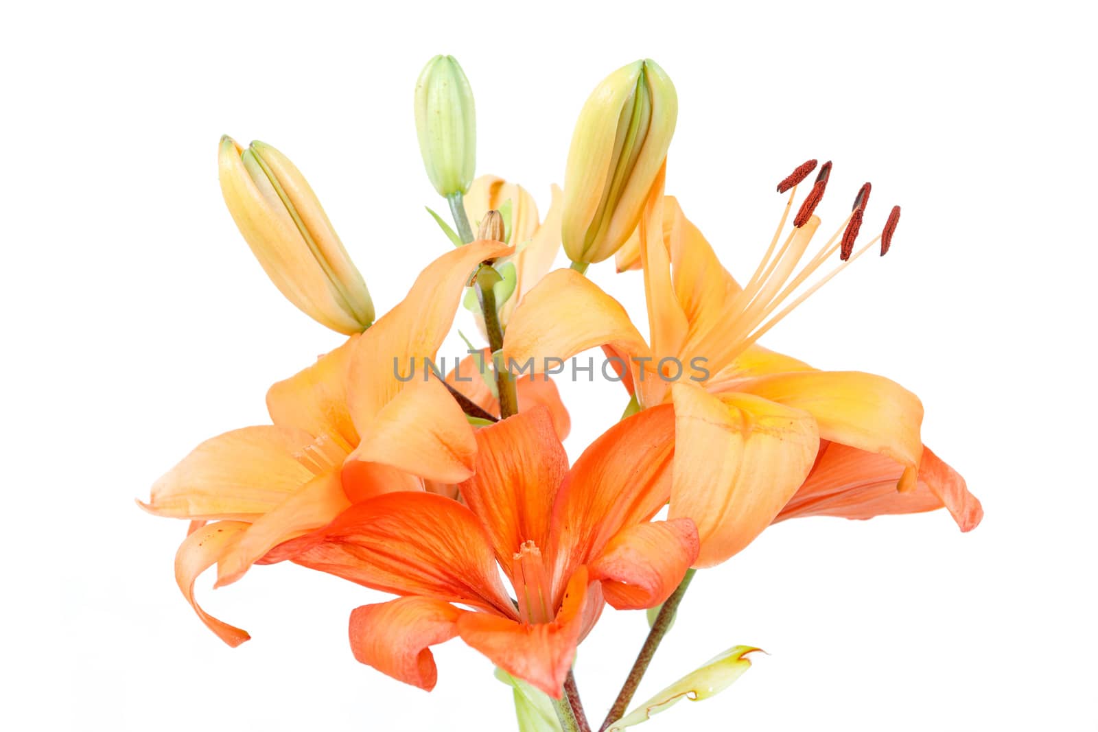 Close up detail of flowering orange lily isolated on white