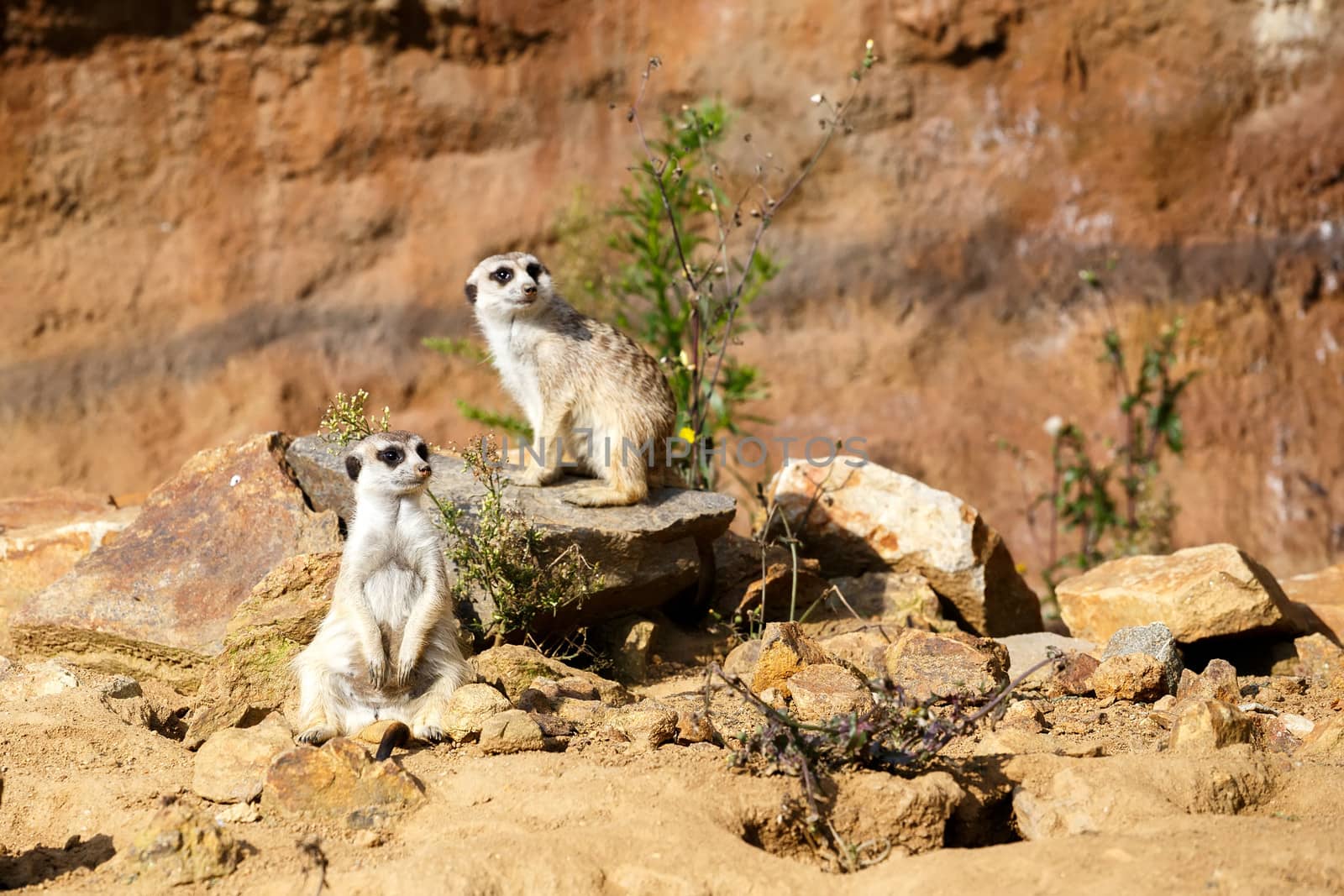 A meerkat or suricate watching out for danger
