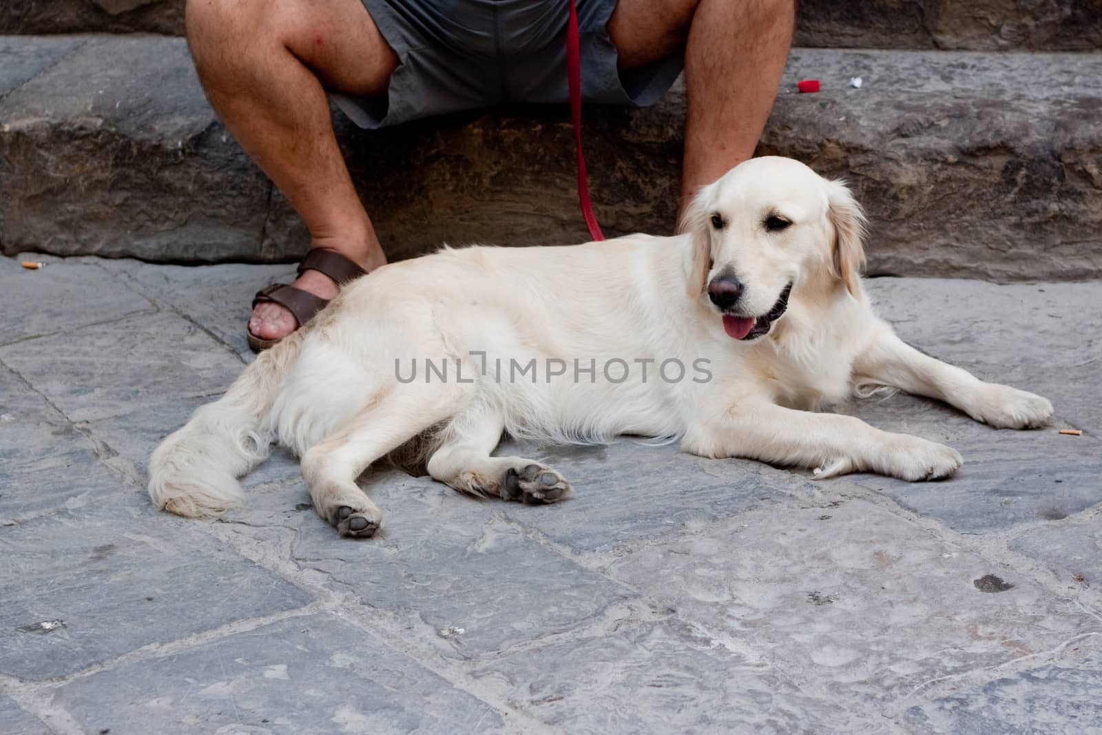 A white dog lying near sitting person
