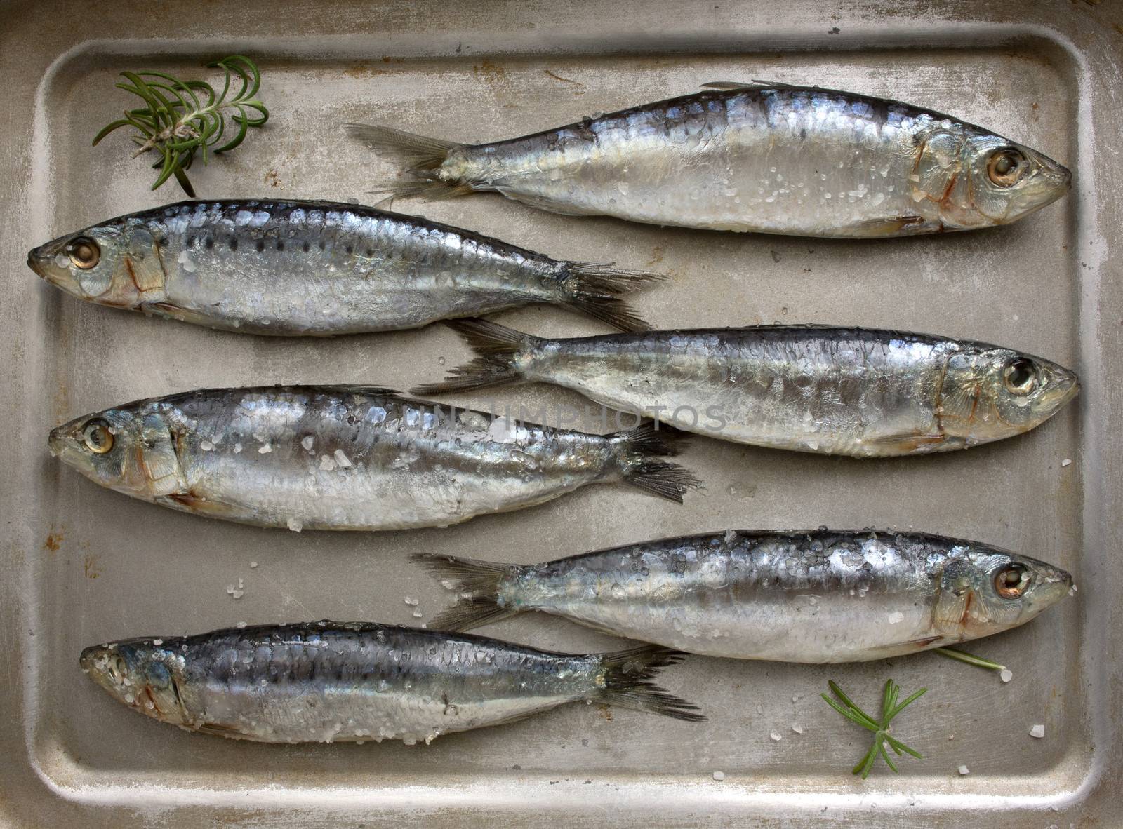Fresh sardines by photosil