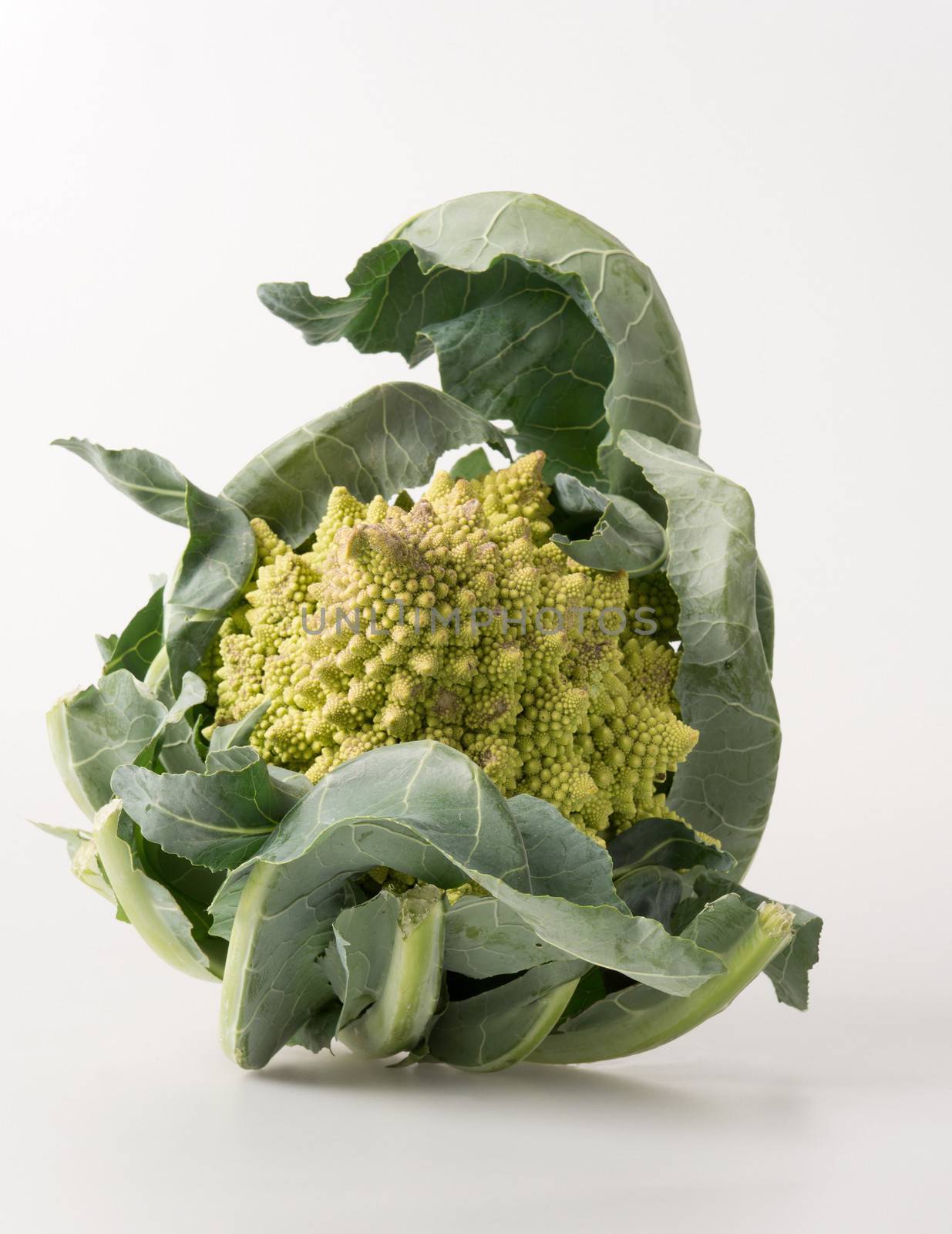 Romanesque cauliflower, or Romanesco broccoli, on white background