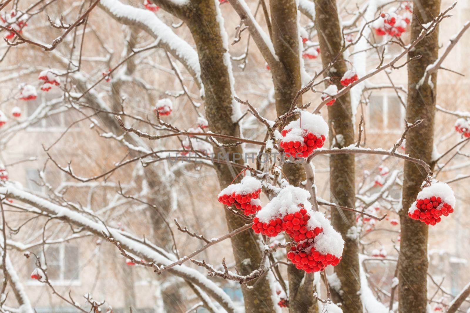 Clusters of berries mountain ash with stuck snow by fotooxotnik