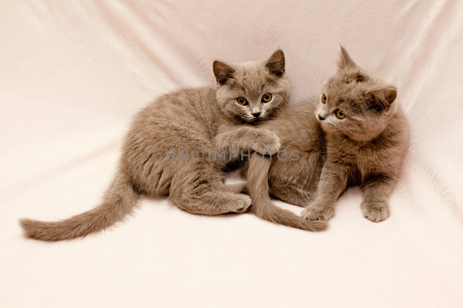 Two grey kittens on pink background

