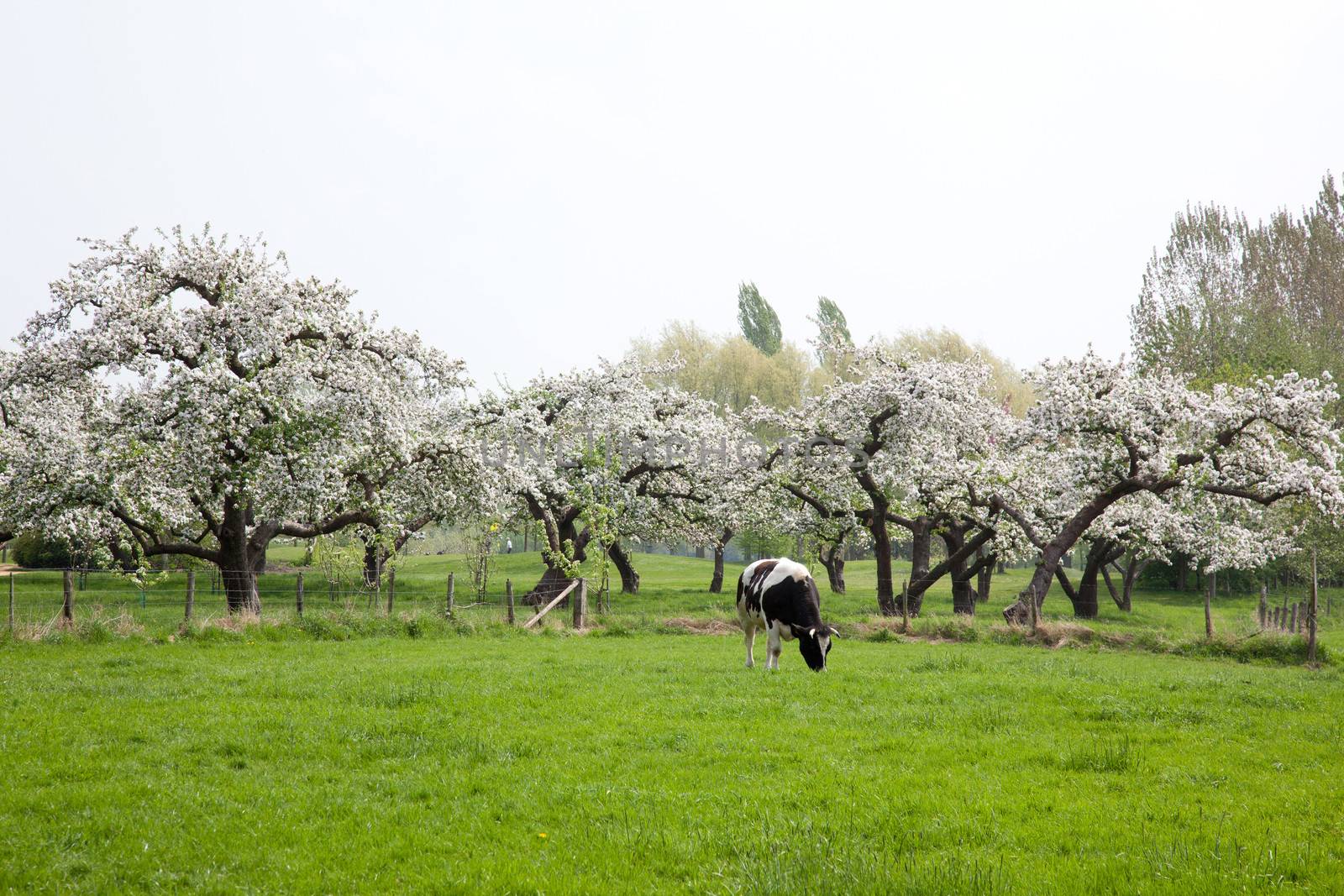 black and white cow in front of blossoming fruit trees in the Netherlands near Utrecht
