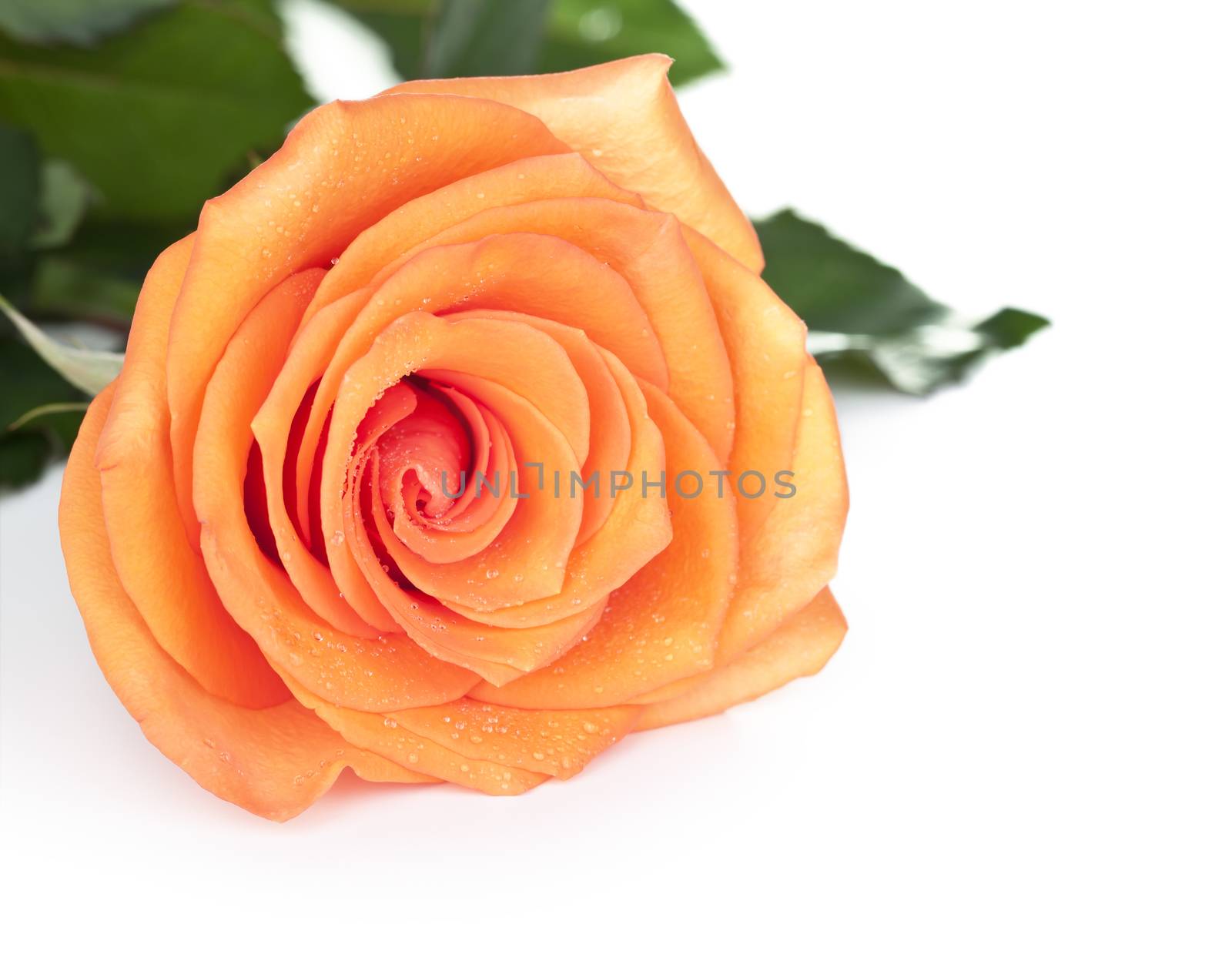 Rose flower with dew drops on white background. Empty room for text