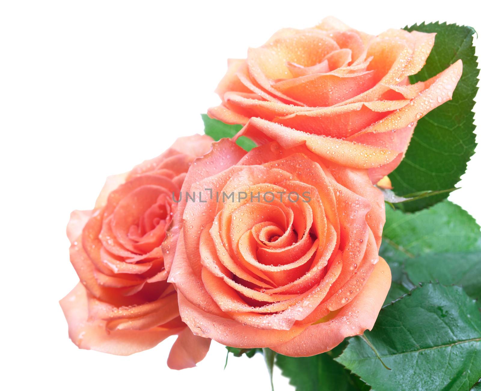 Roses with dew drops isolated on white background. Empty room for text