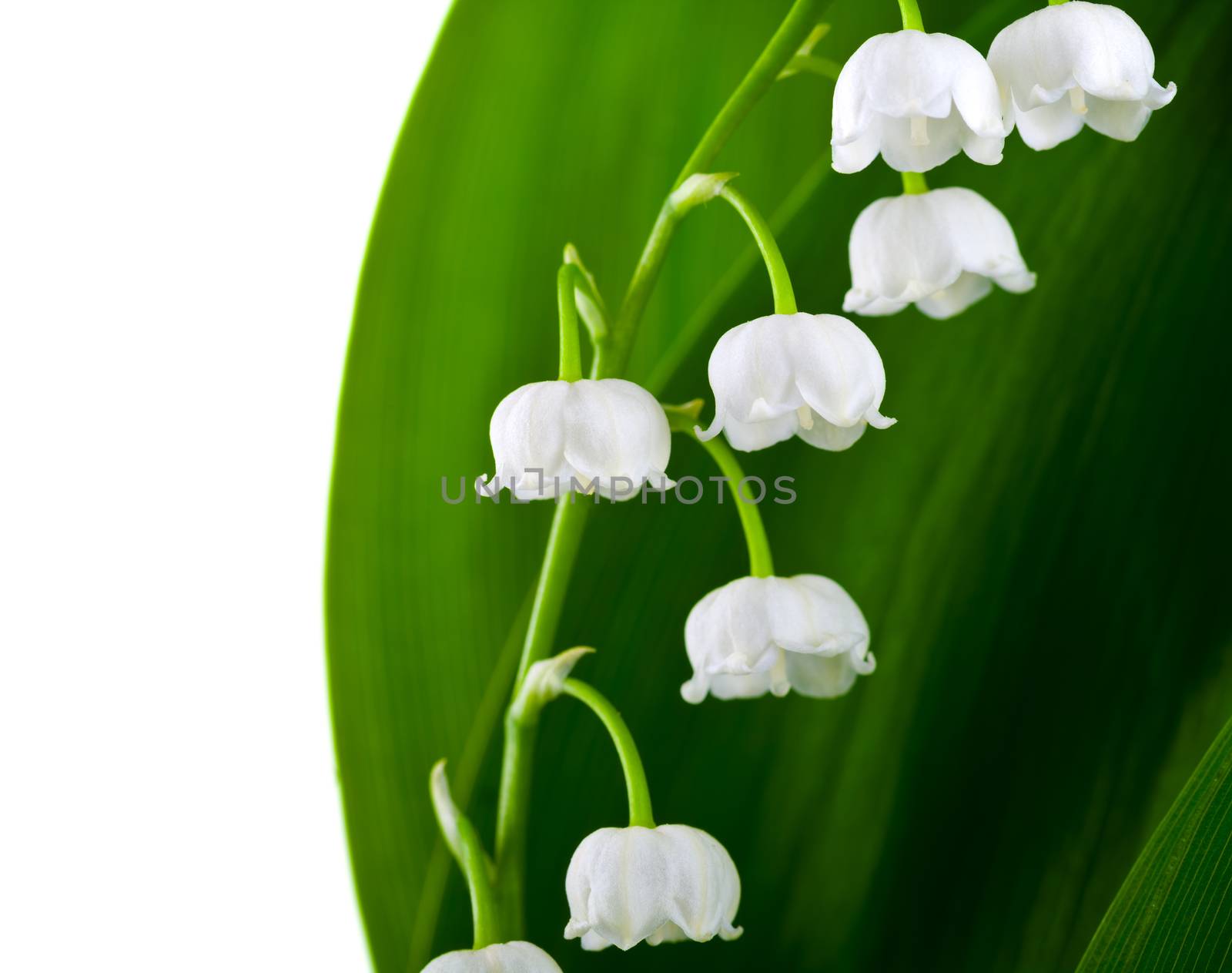 Lily-of-the-Valley flowers isolated on white background (Convallaria Majalis)