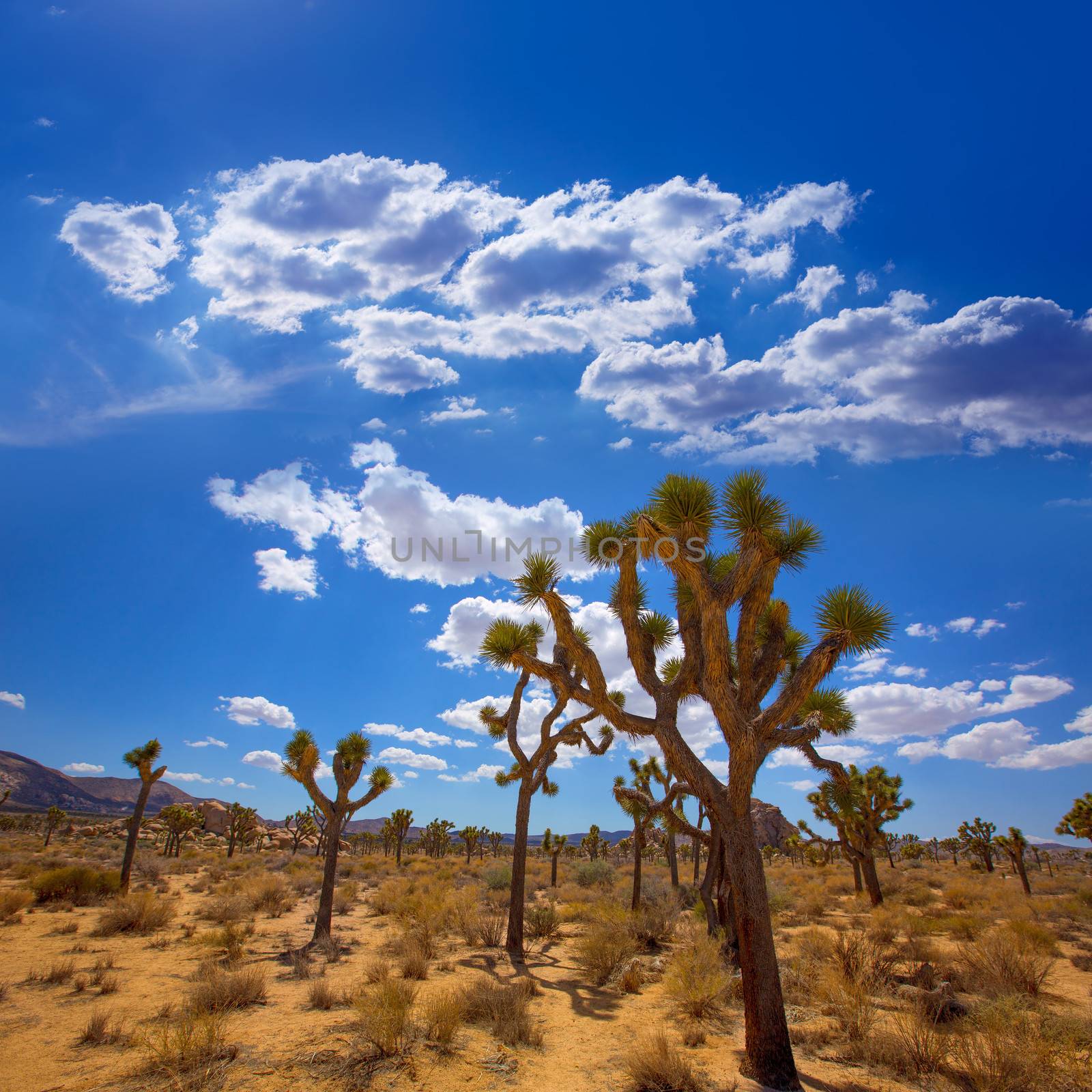 Joshua Tree National Park Yucca Valley in Mohave desert California USA