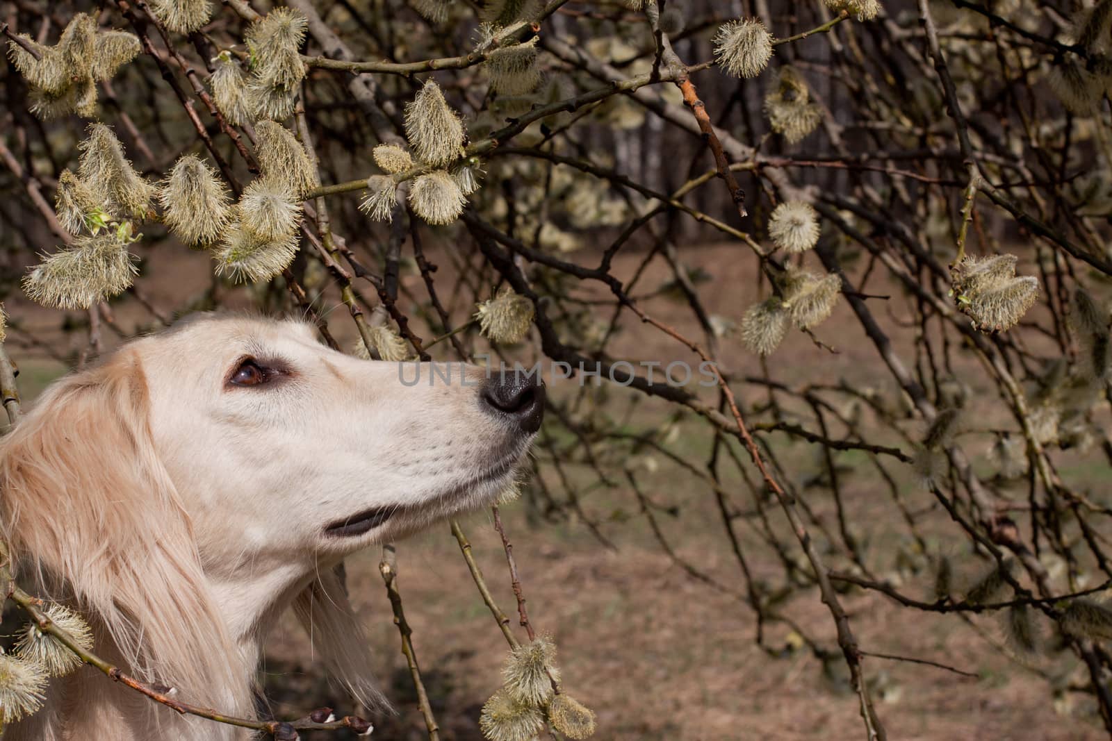 Portrait of white saluiki in willow flowers
