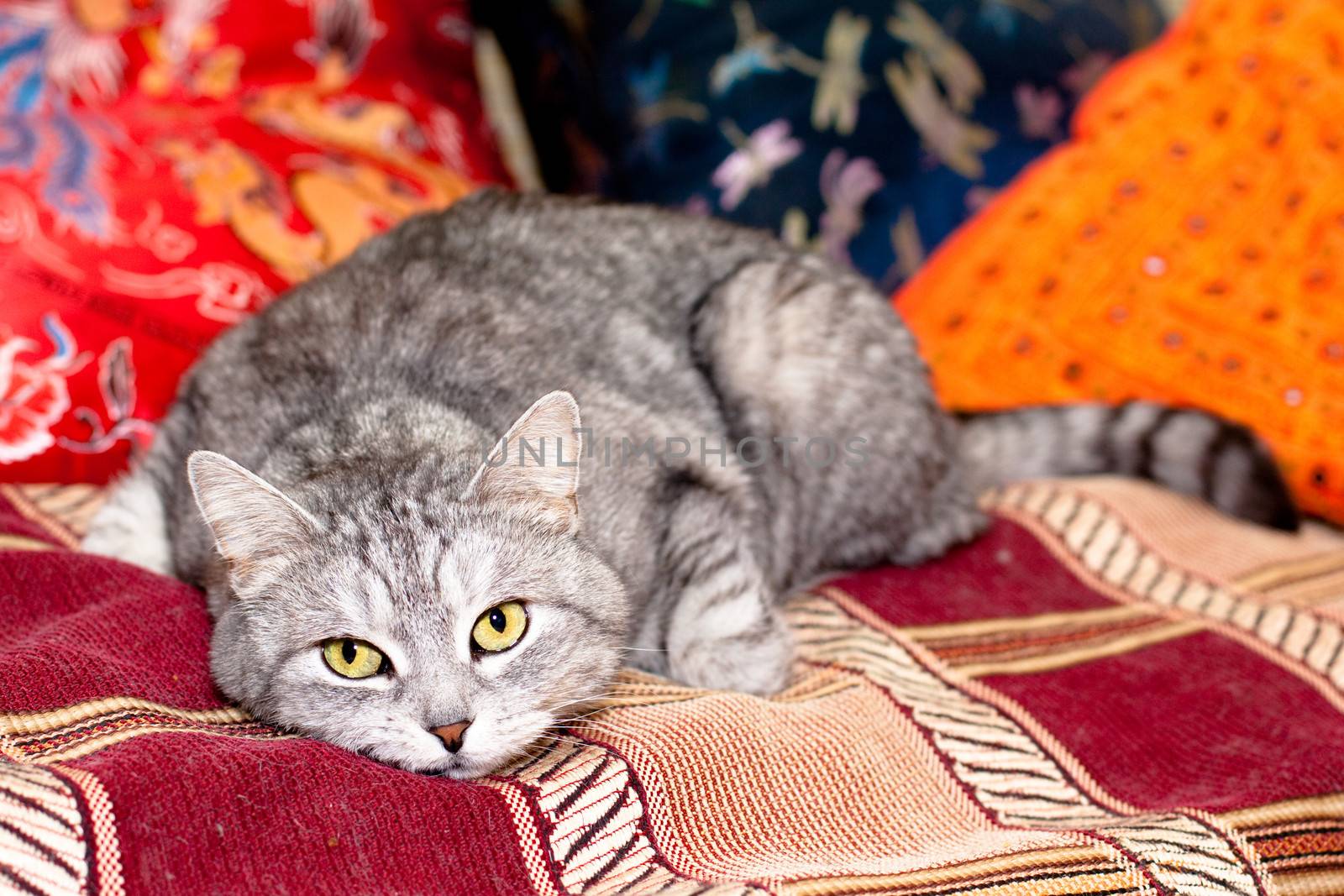 A lying grey tabby cat look at you
