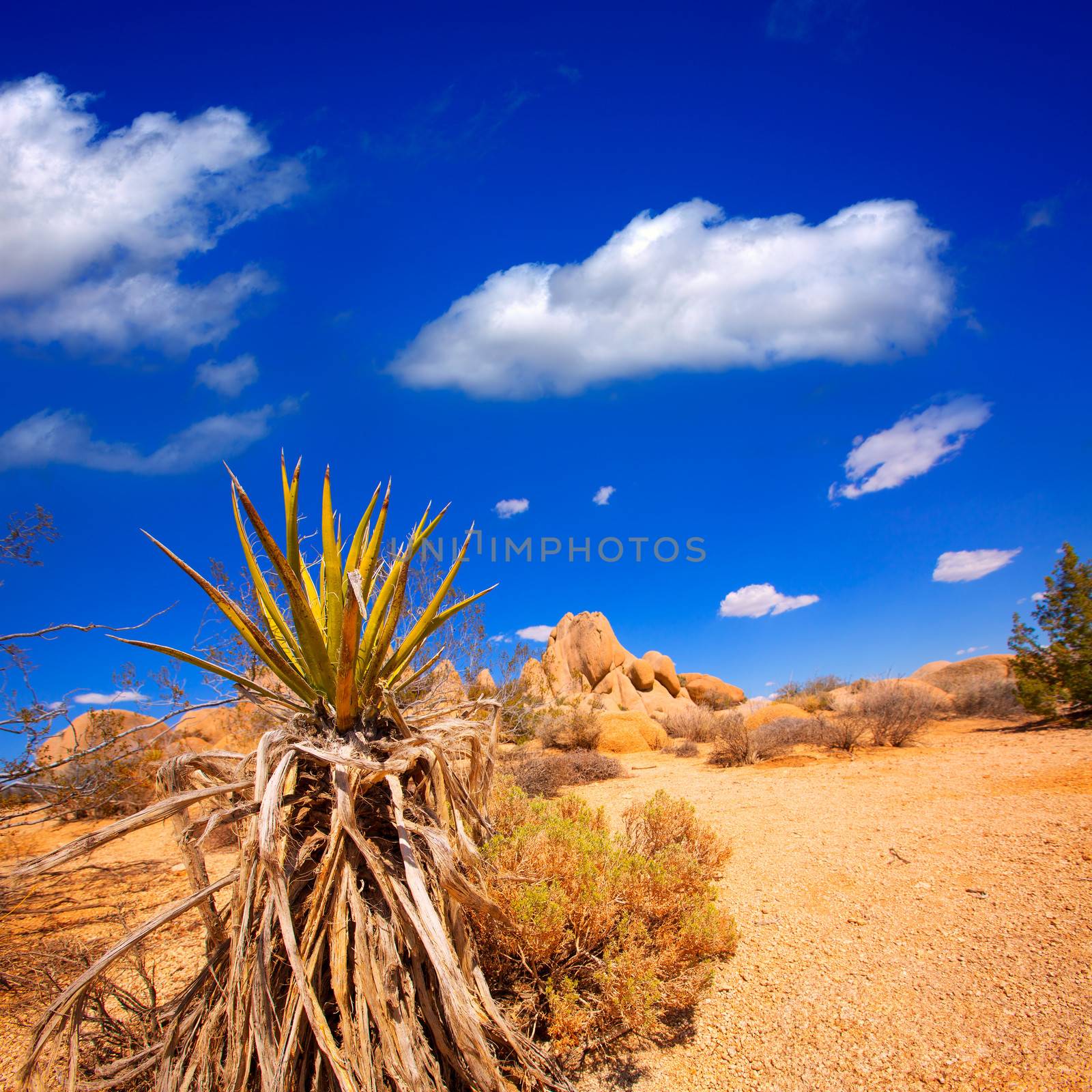 Joshua Tree National Park Yucca Valley in Mohave desert California USA